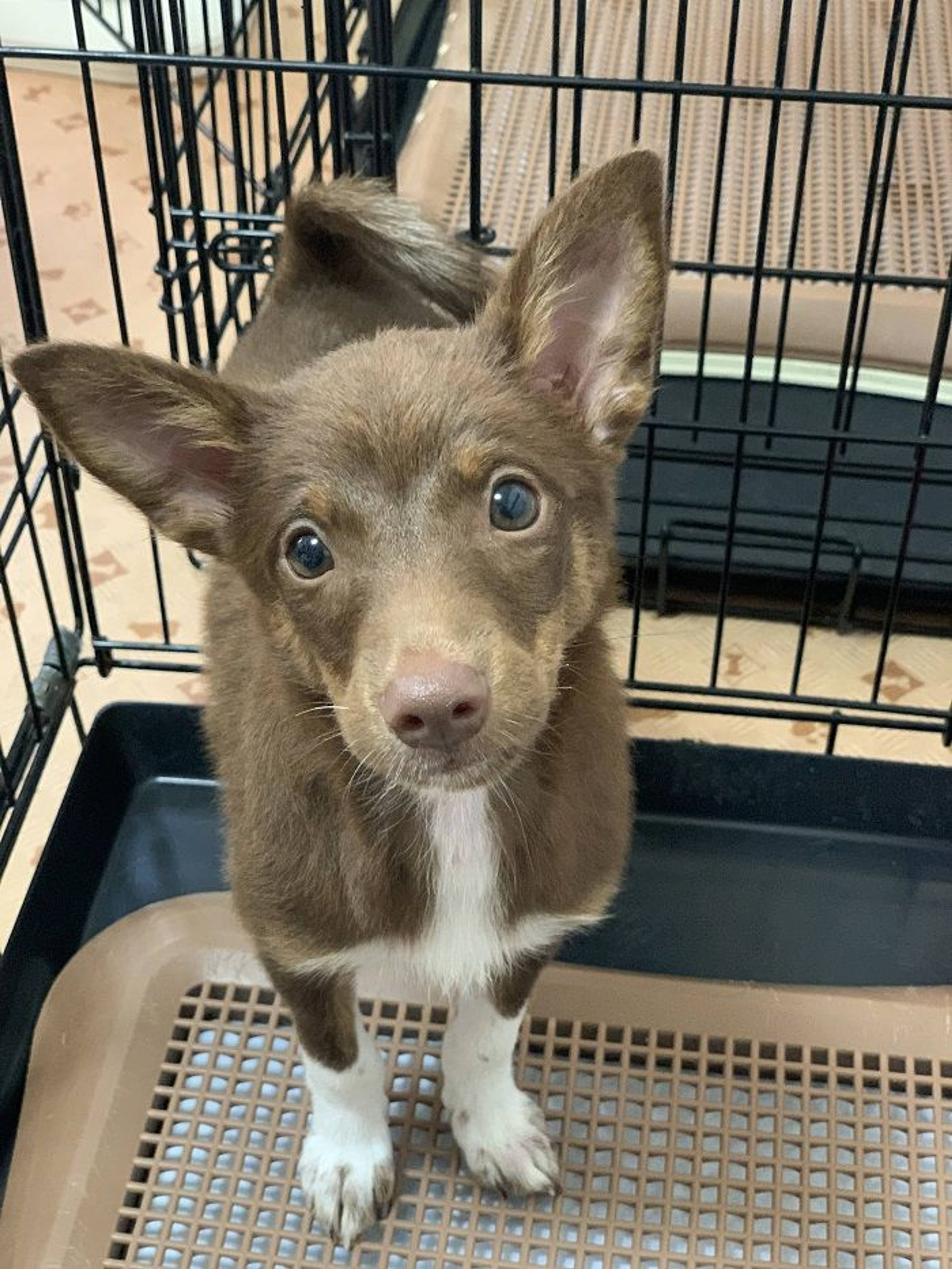 雑種（ミックス犬）・メスの里親募集の写真