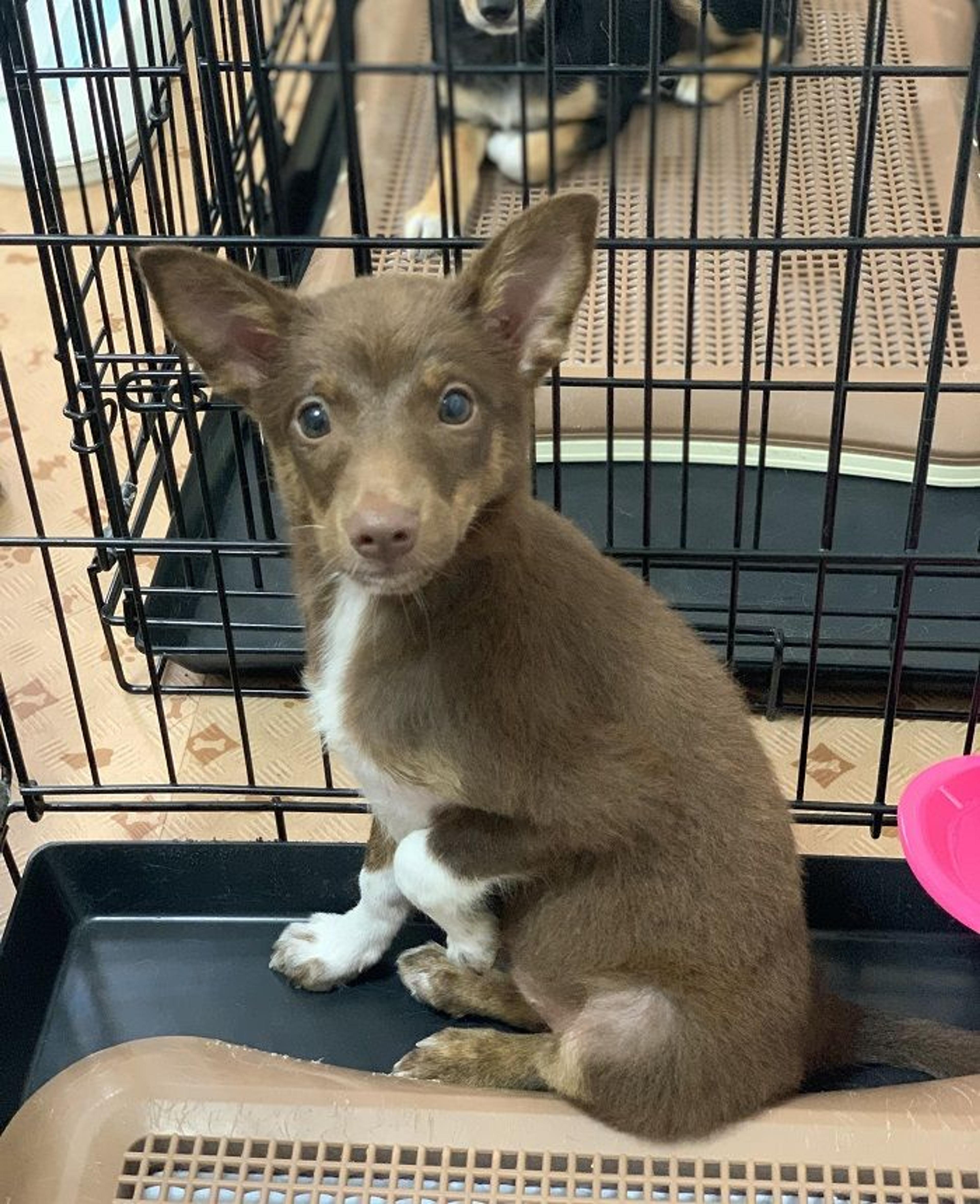 pet-image-2