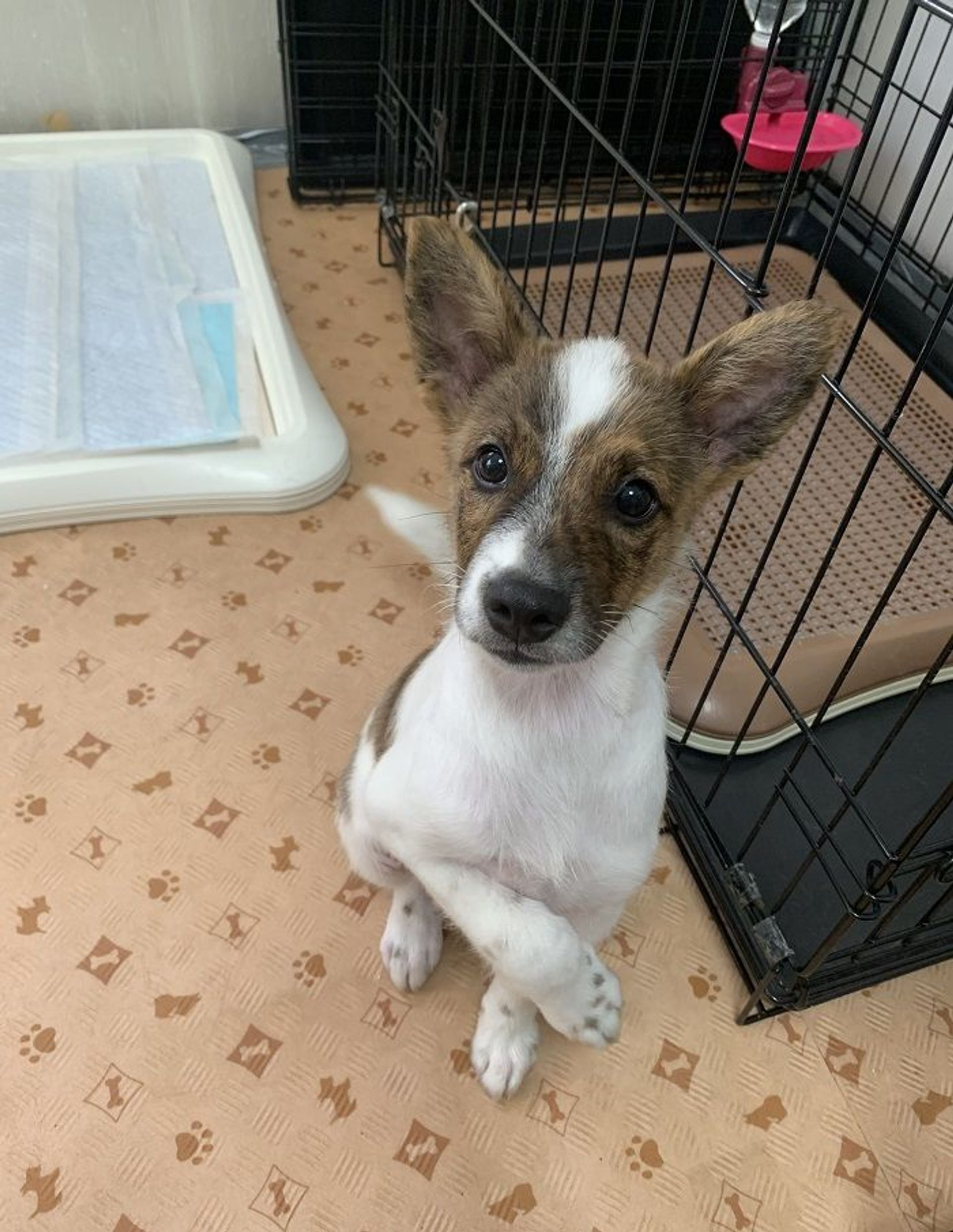 雑種（ミックス犬）・オスの里親募集の写真