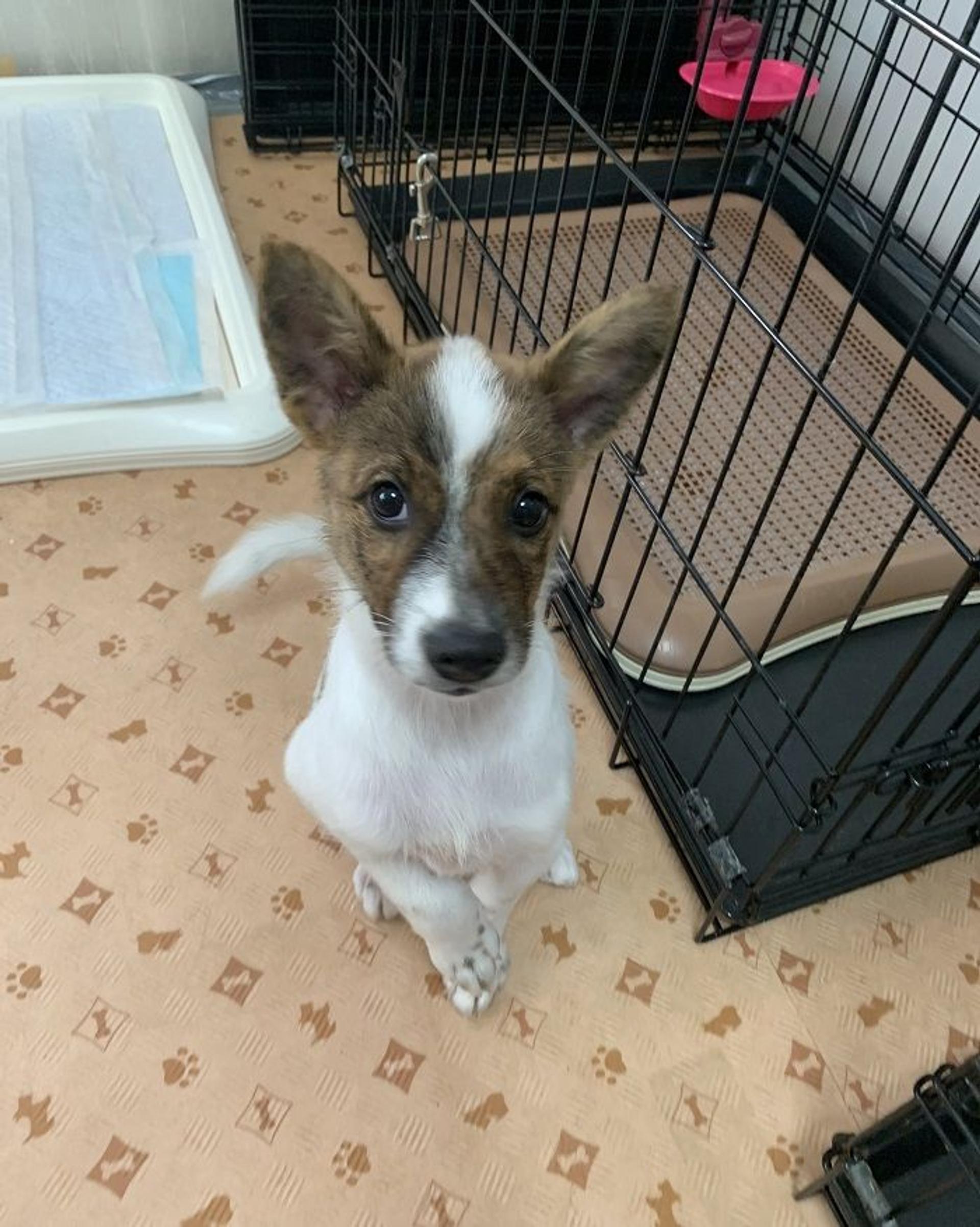 pet-image-2