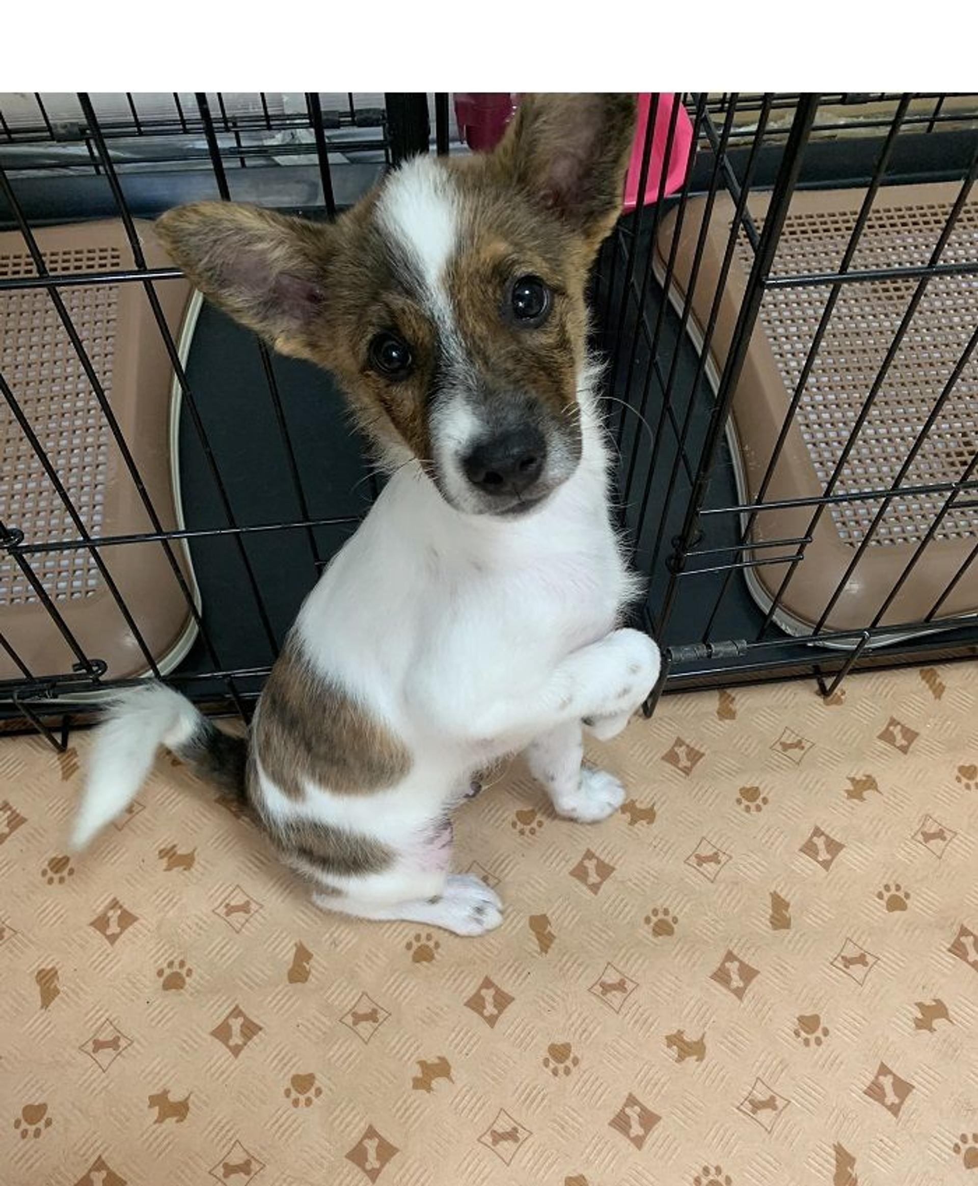 pet-image-3