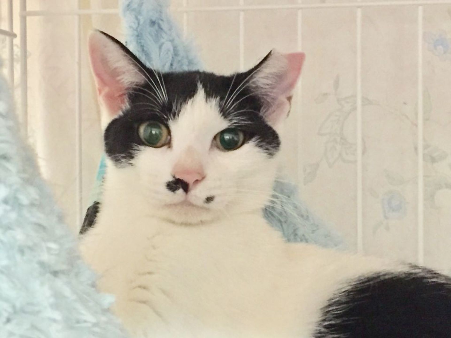 雑種（ミックス猫）・メスの里親募集の写真