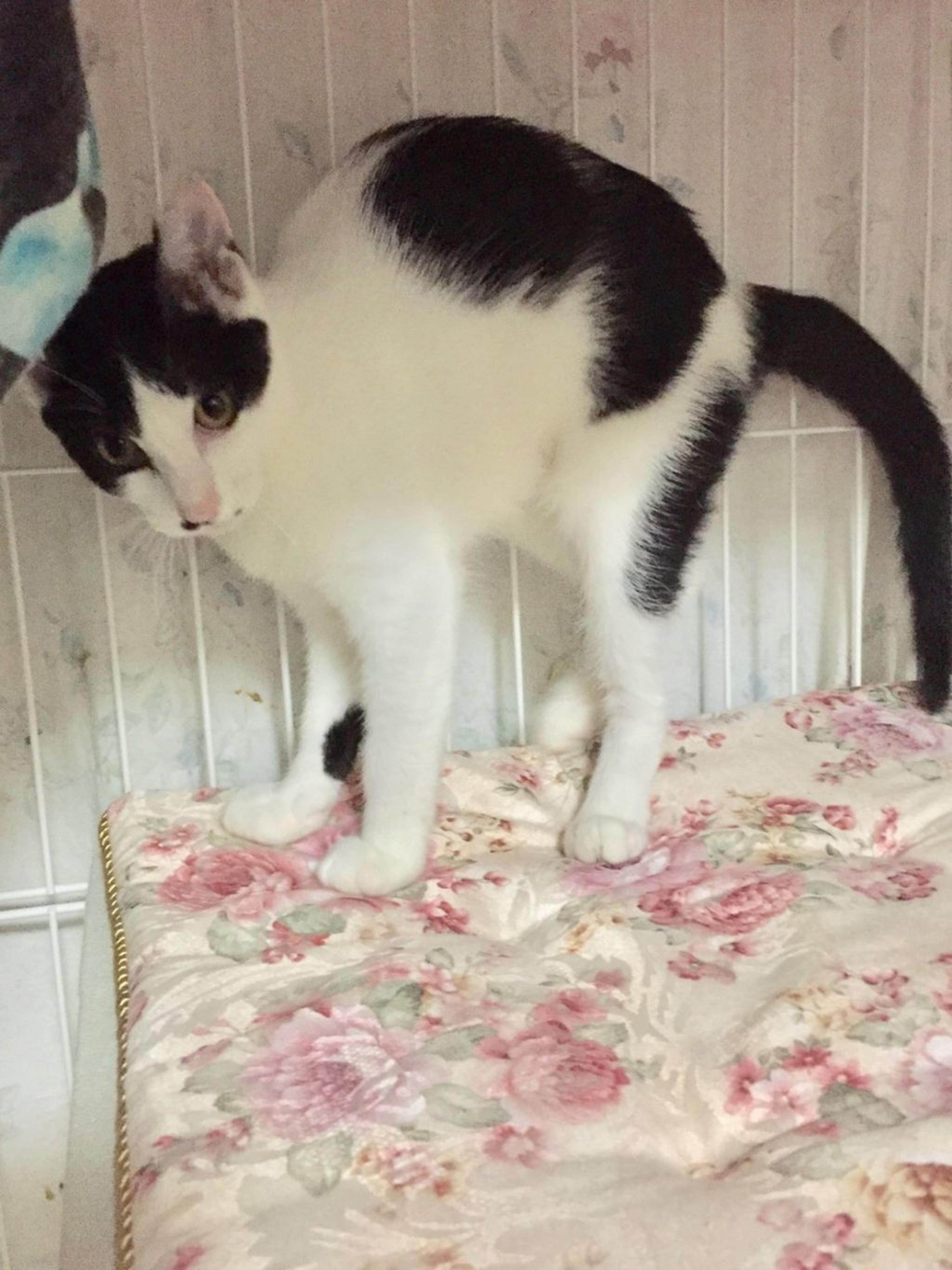 pet-image-5