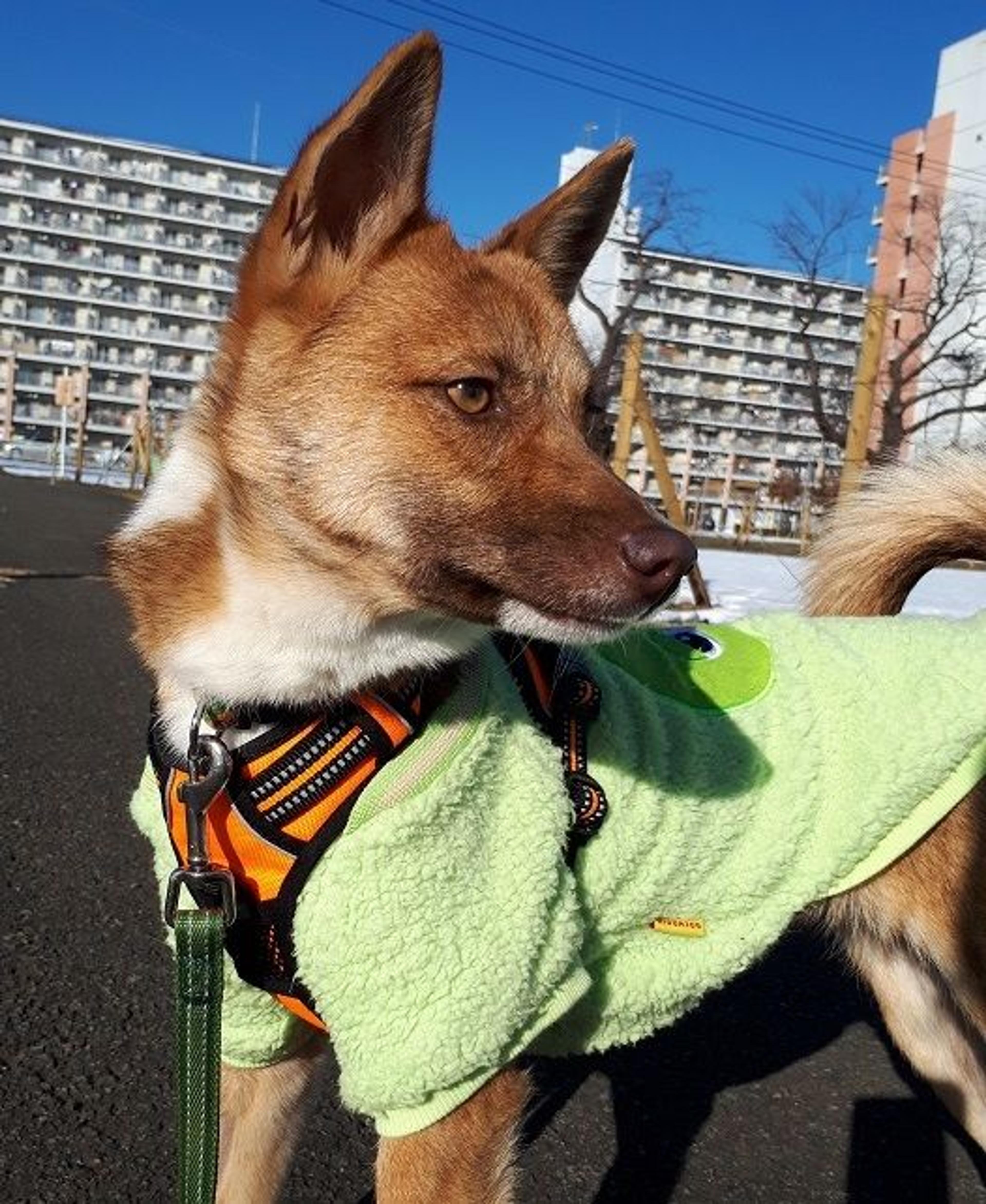 pet-image-3