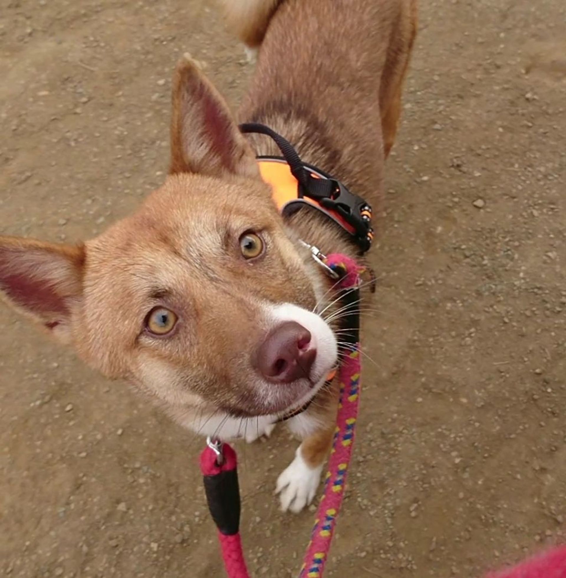 雑種（ミックス犬）・メスの里親募集の写真