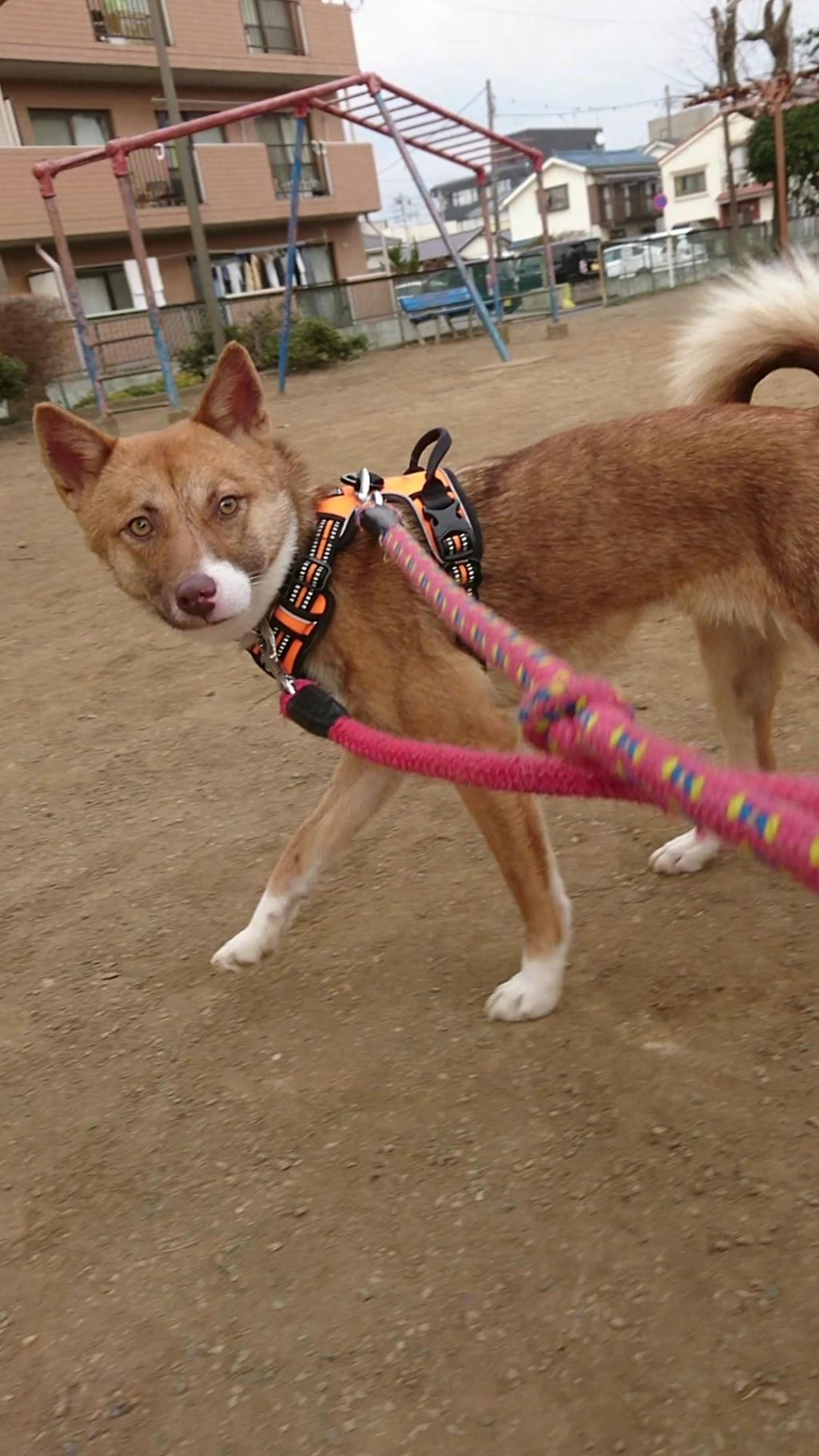 pet-image-2