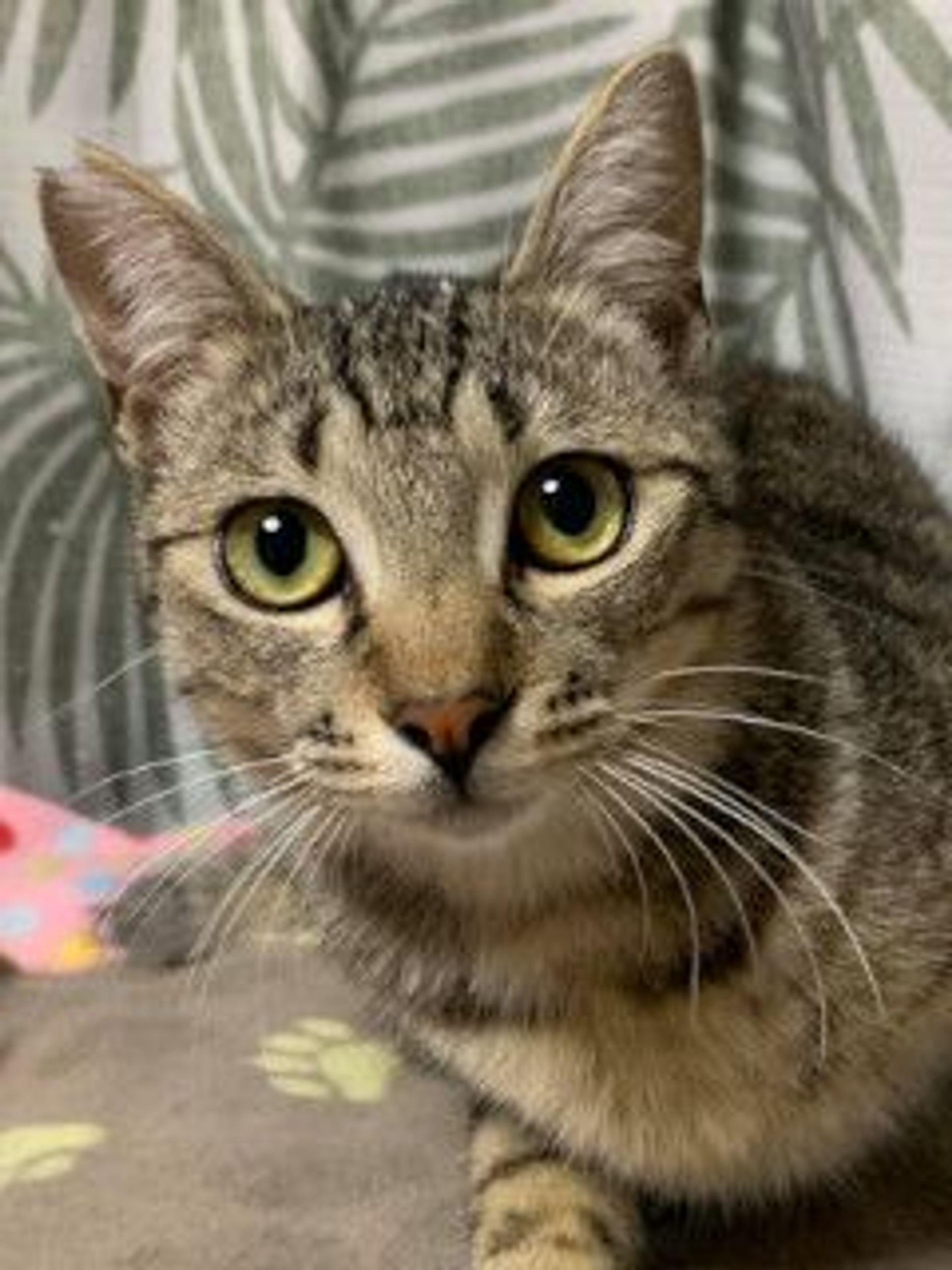 雑種（ミックス猫）・オスの里親募集の写真