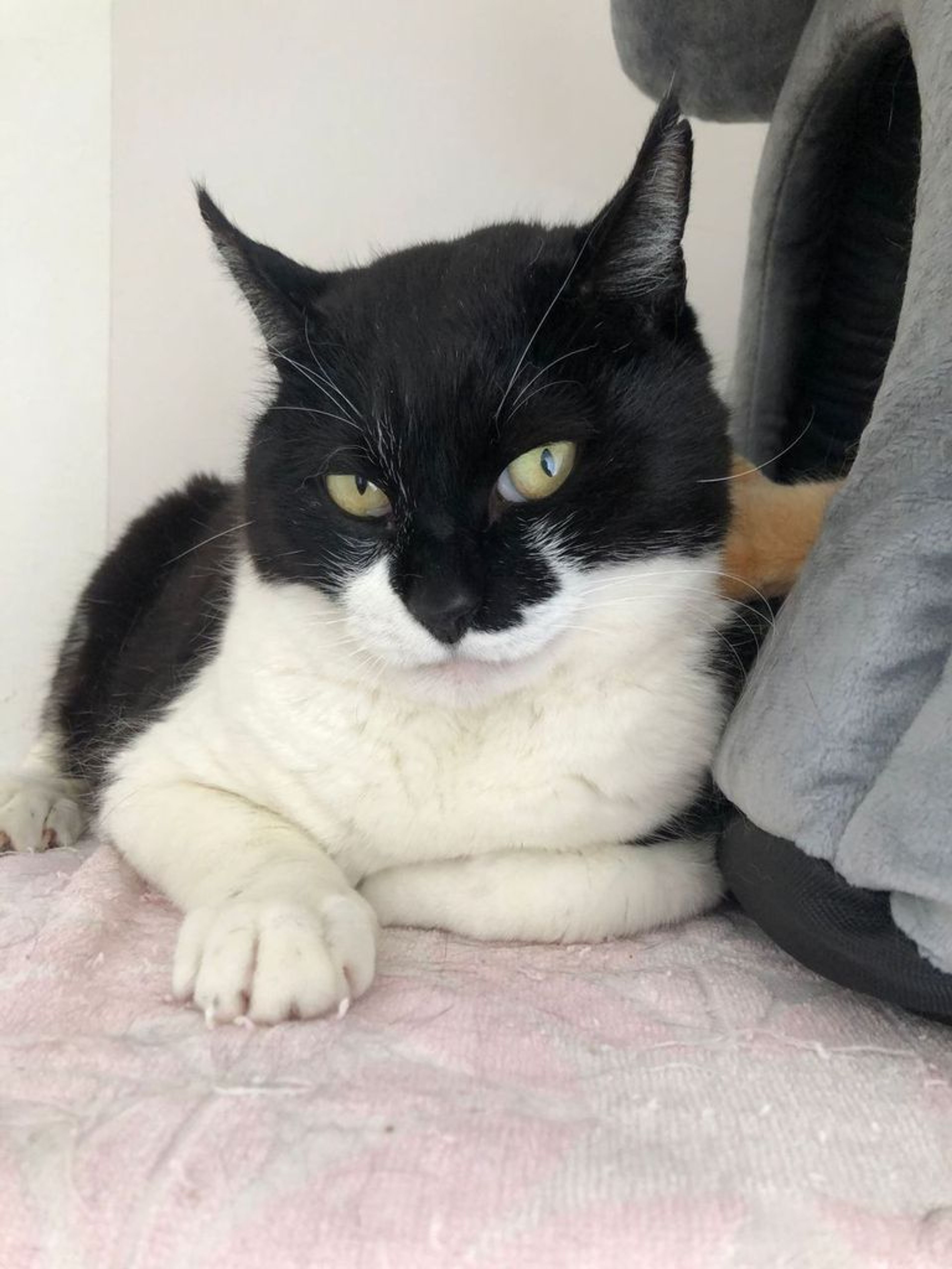 pet-image-3
