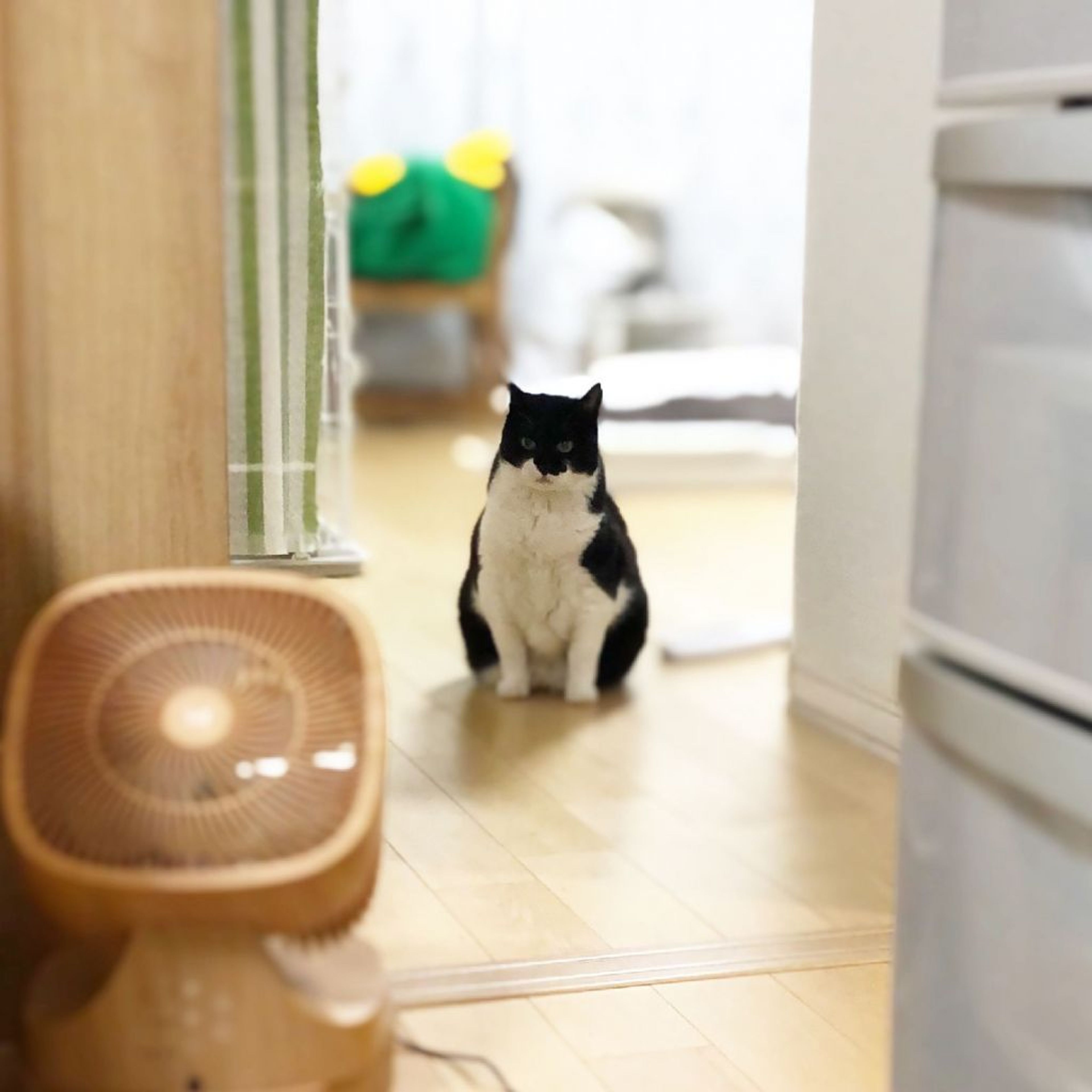 pet-image-4