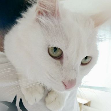 ビビアンの写真