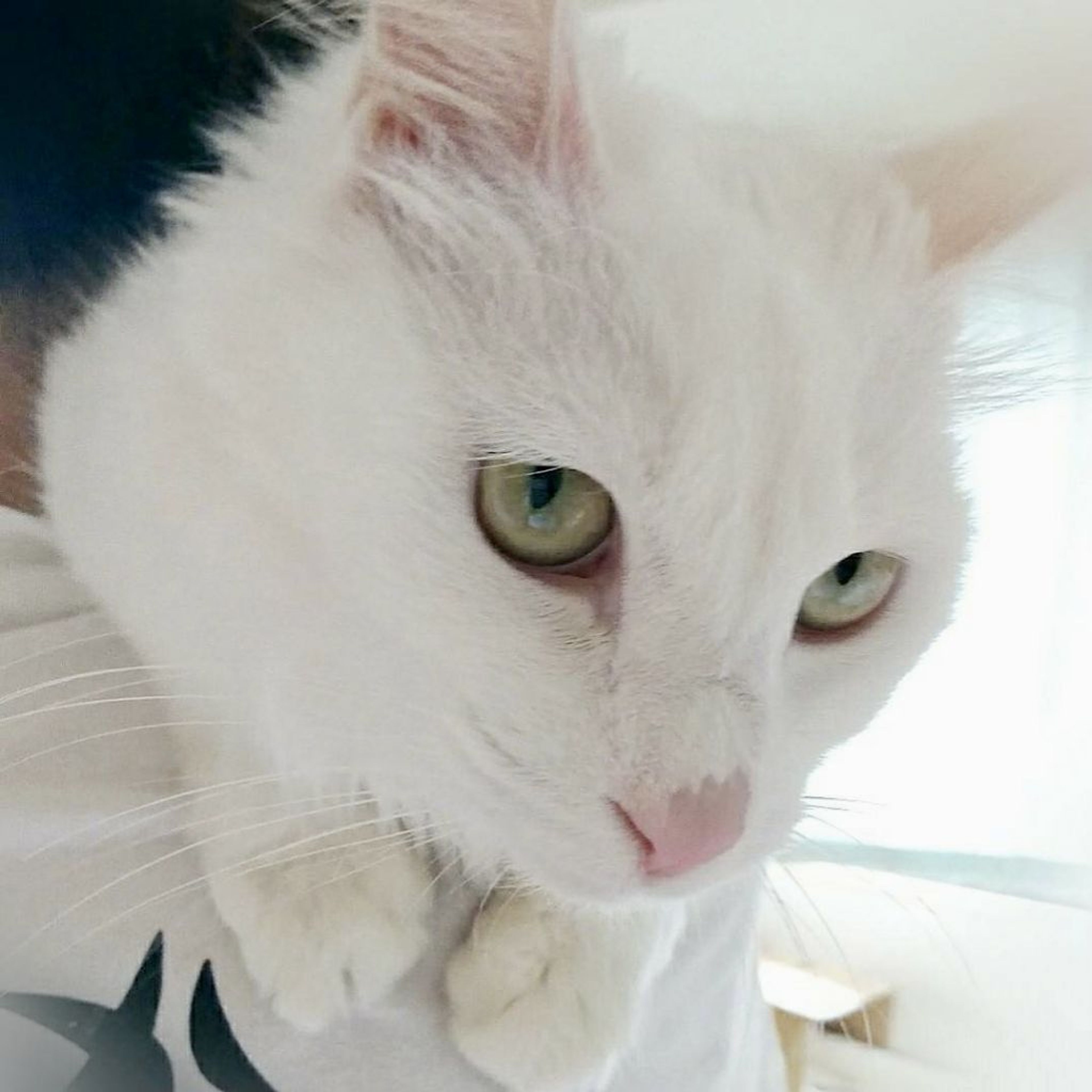 雑種（ミックス猫）・メスの里親募集の写真