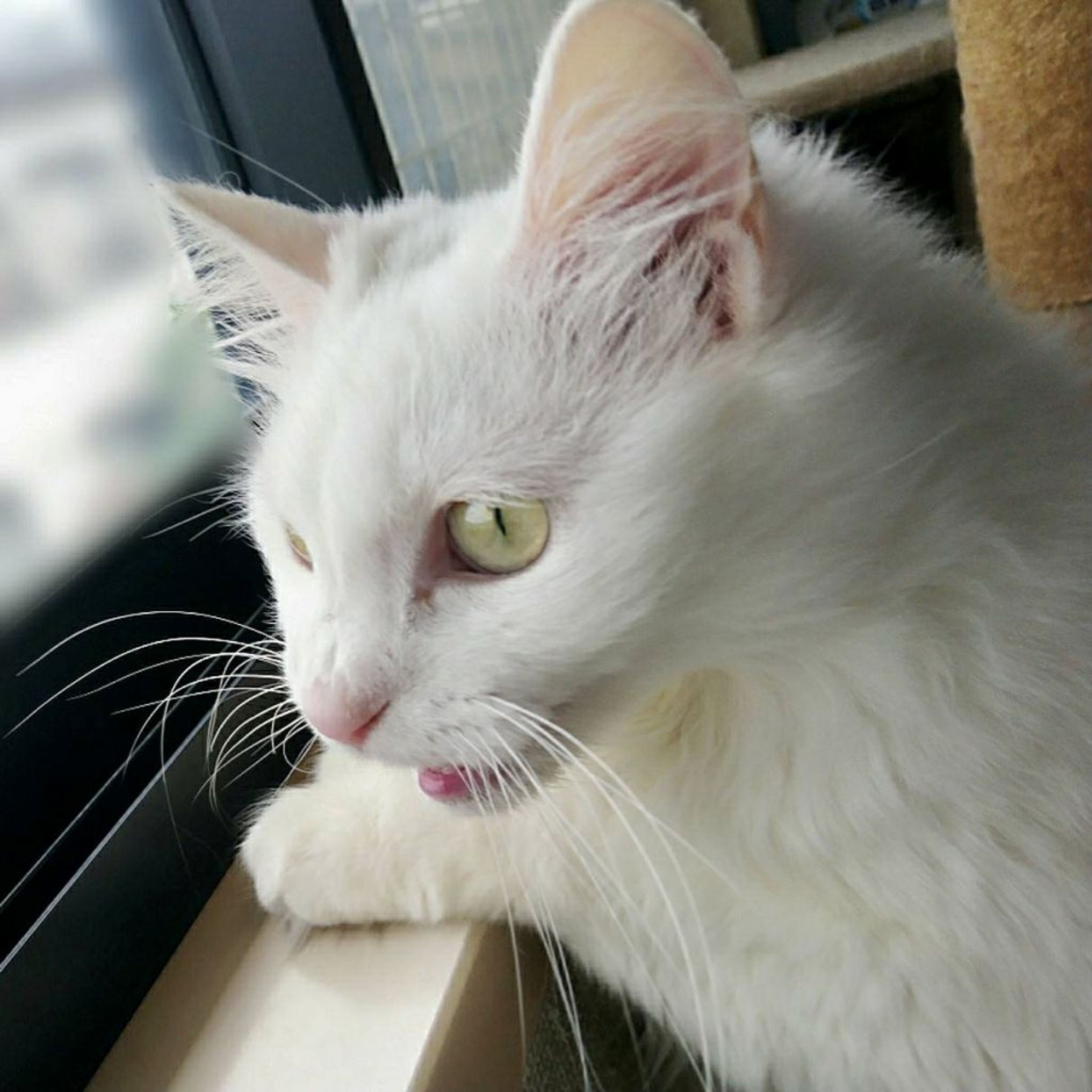 pet-image-2