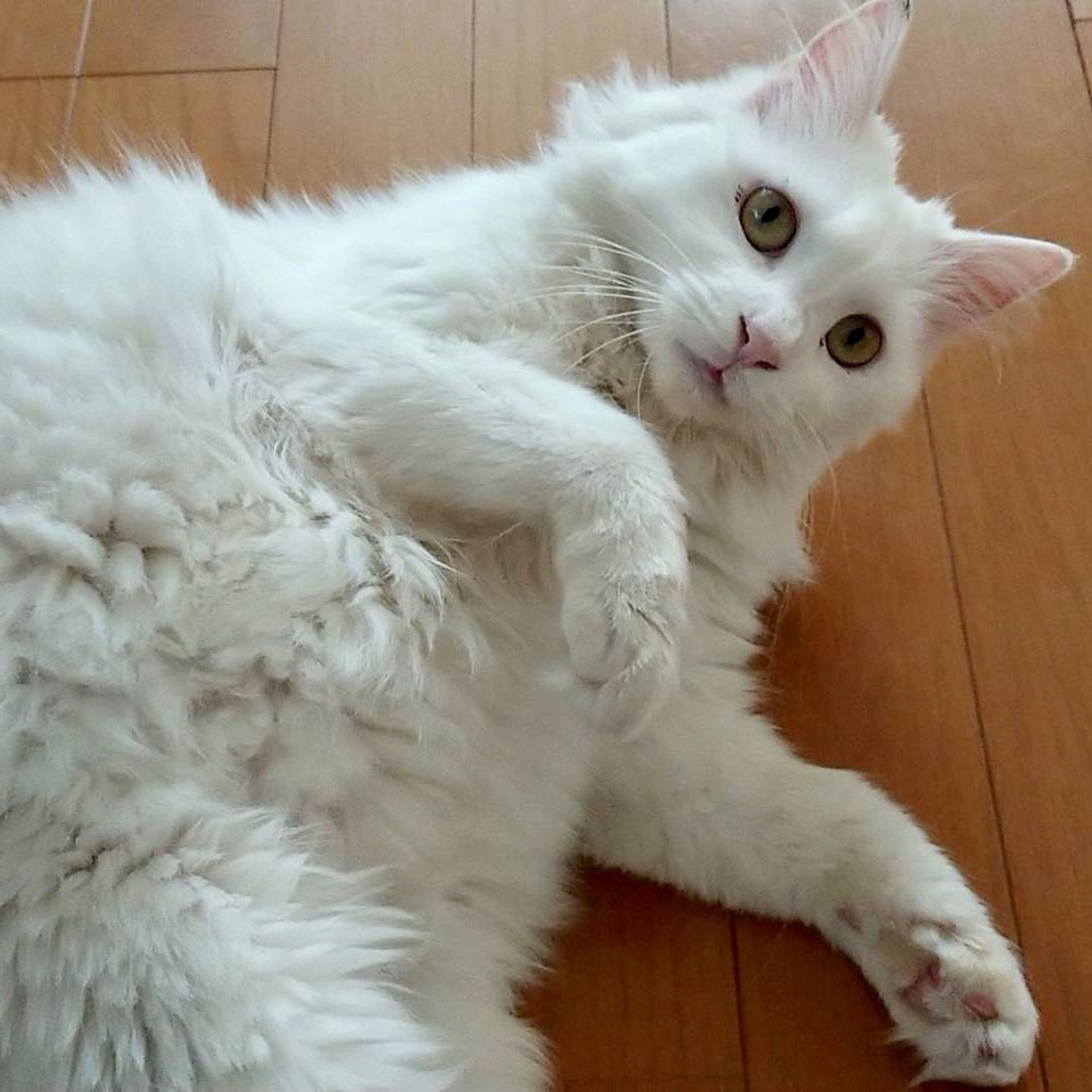 pet-image-3
