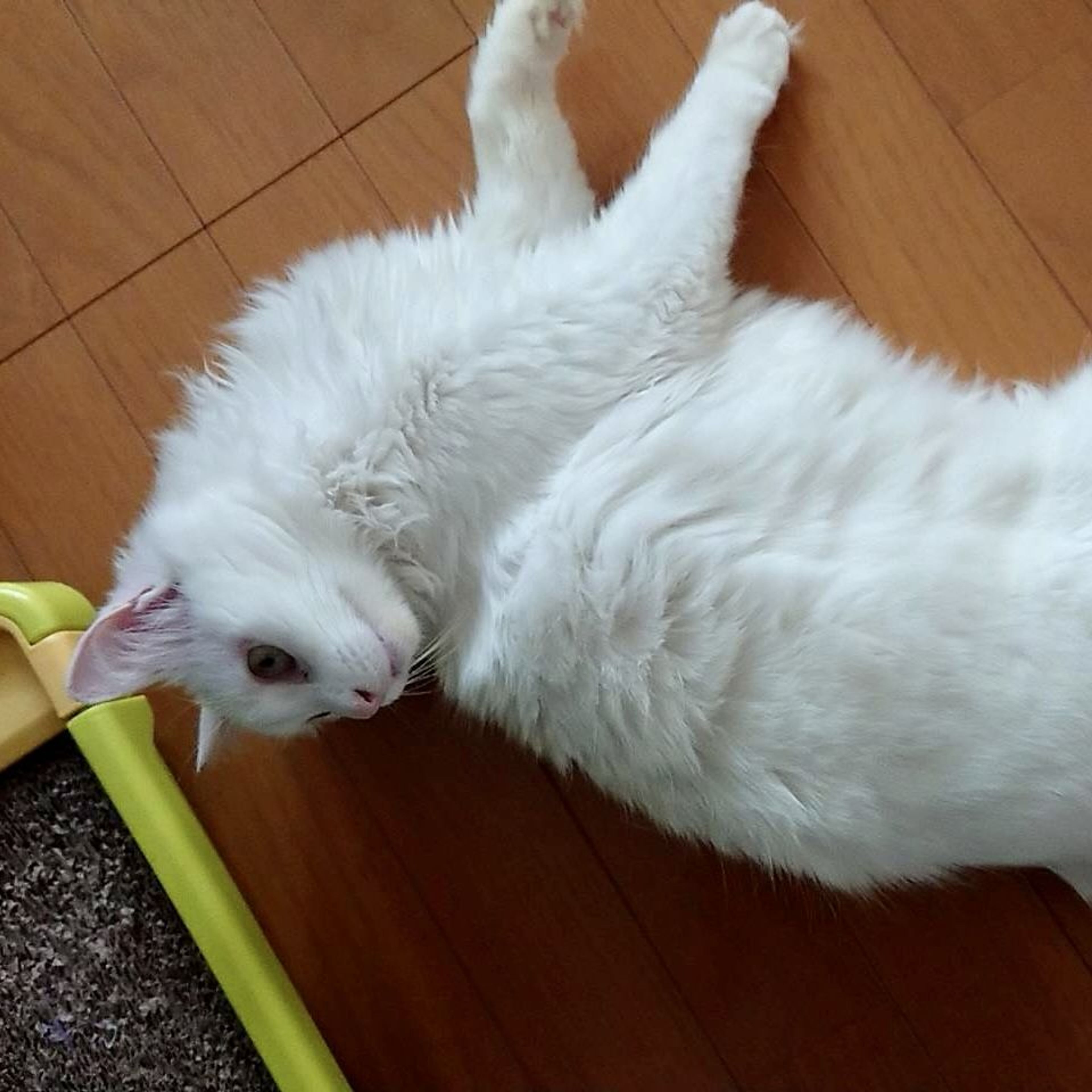 pet-image-4