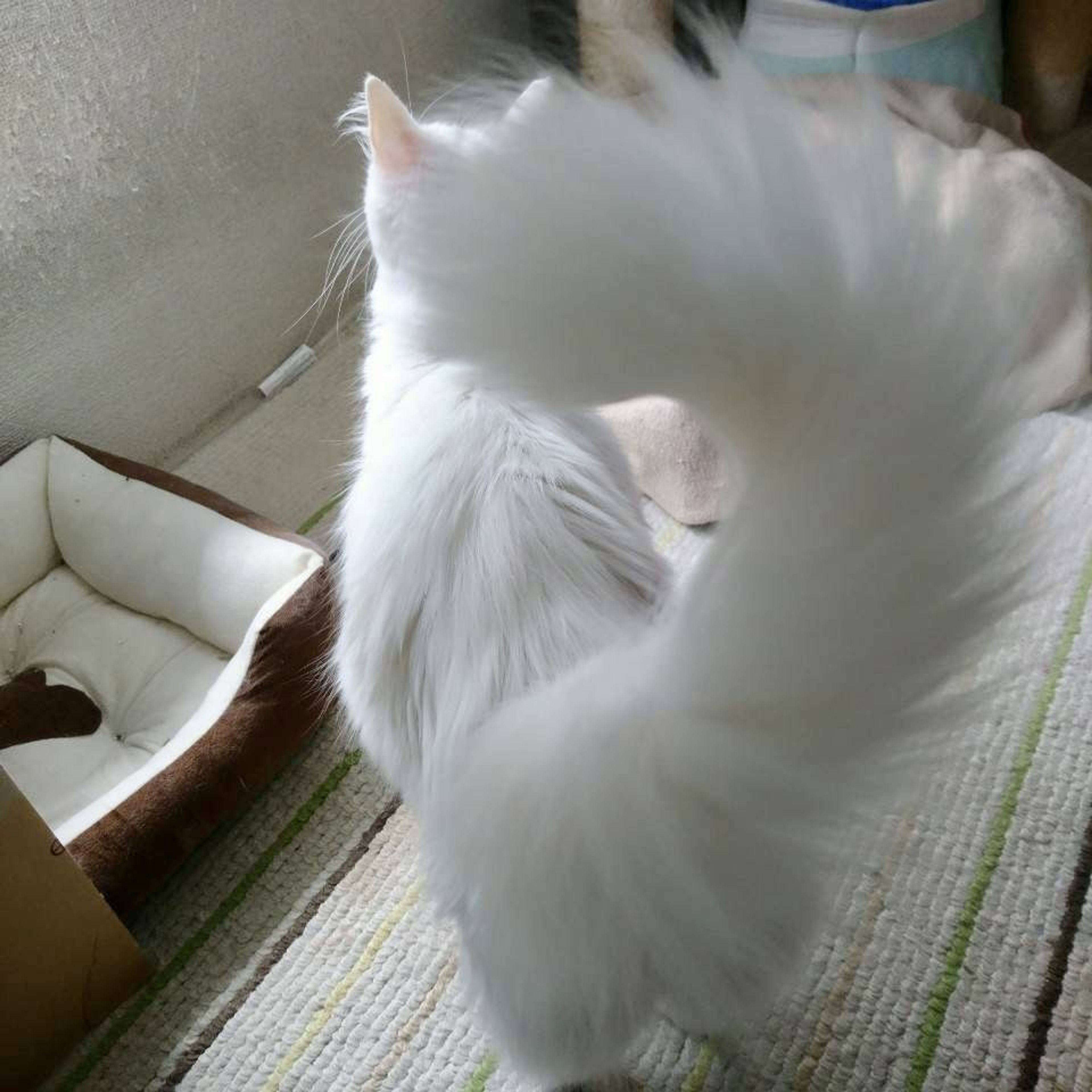 pet-image-5