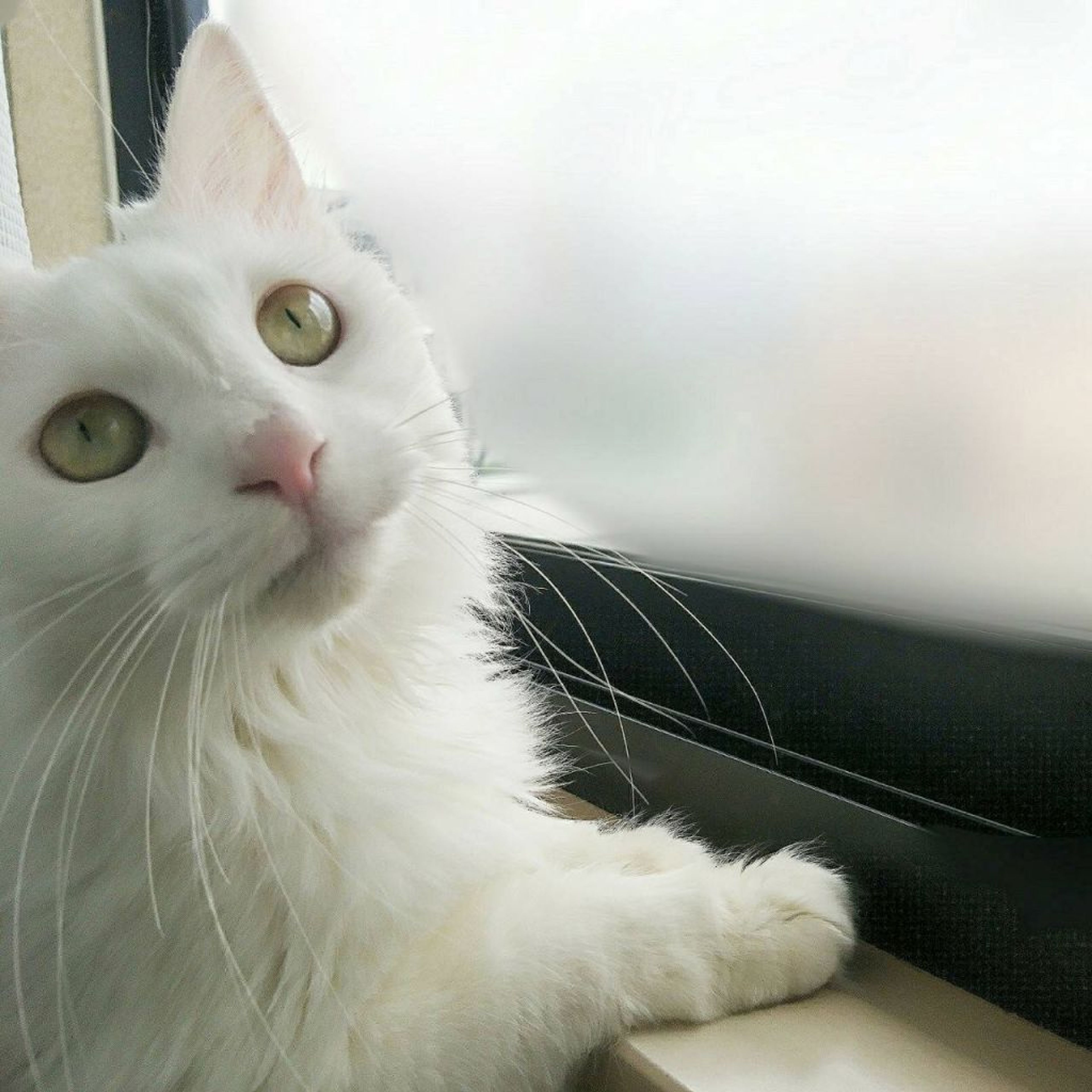 pet-image-6