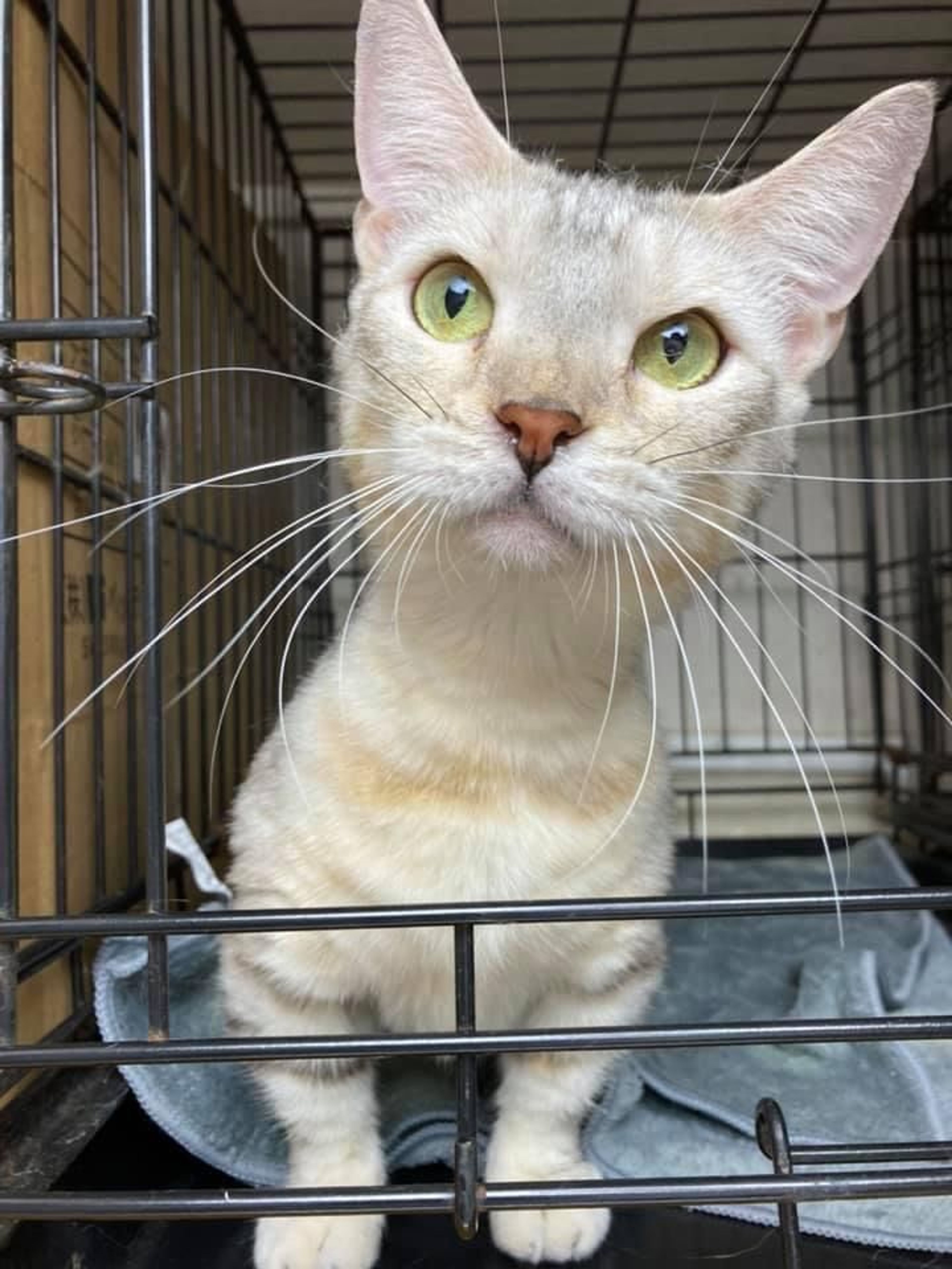 マンチカン・メスの里親募集の写真