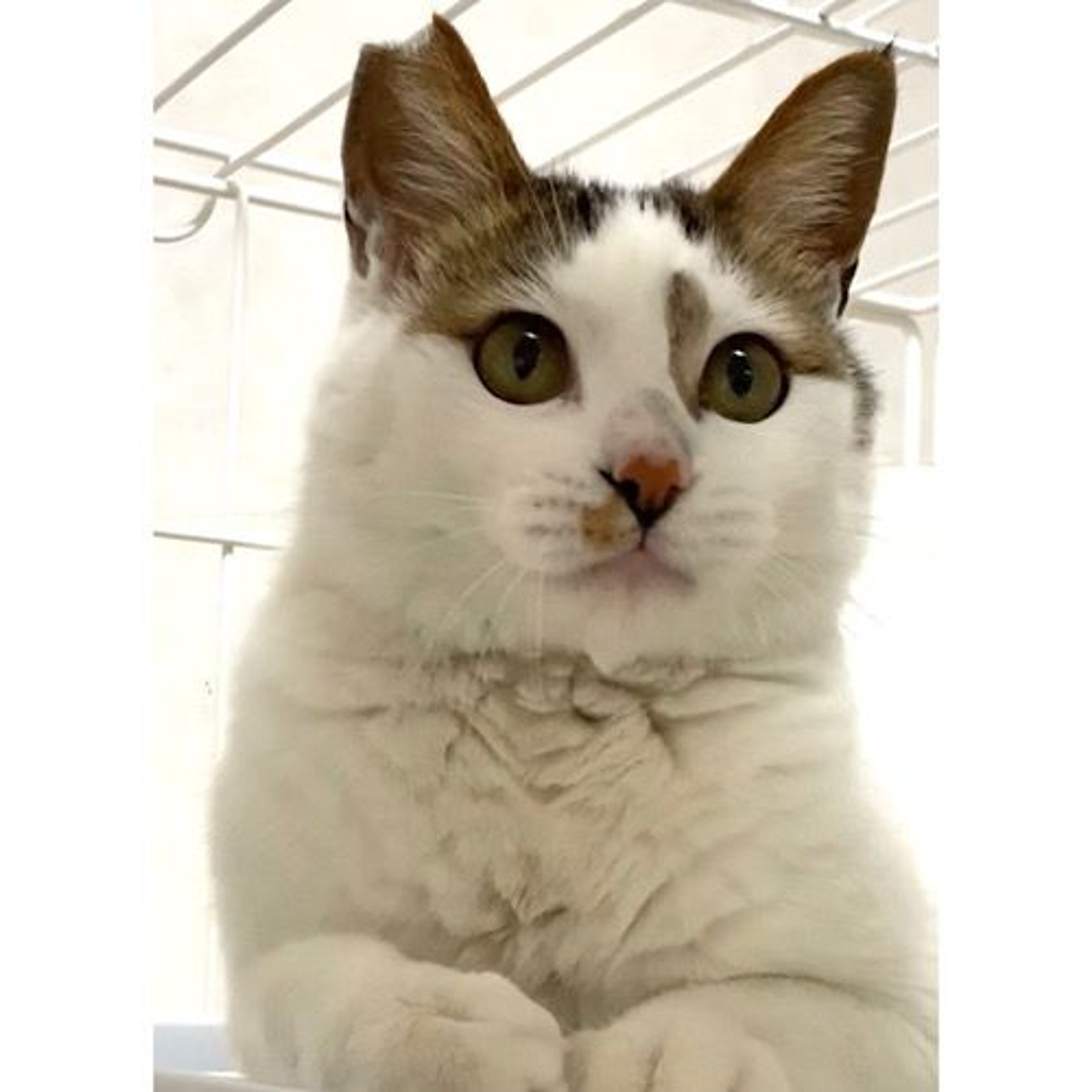pet-image-2