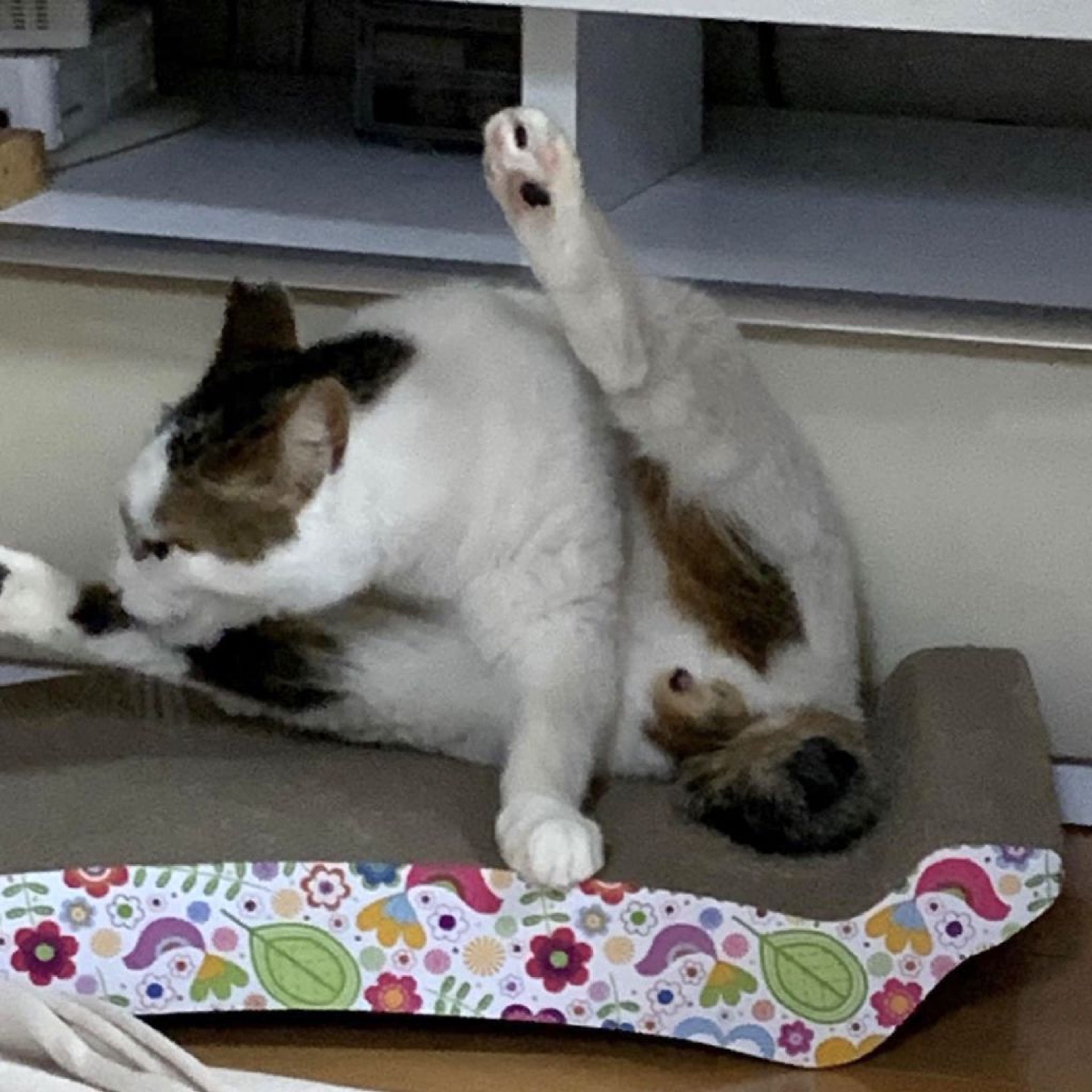 pet-image-5