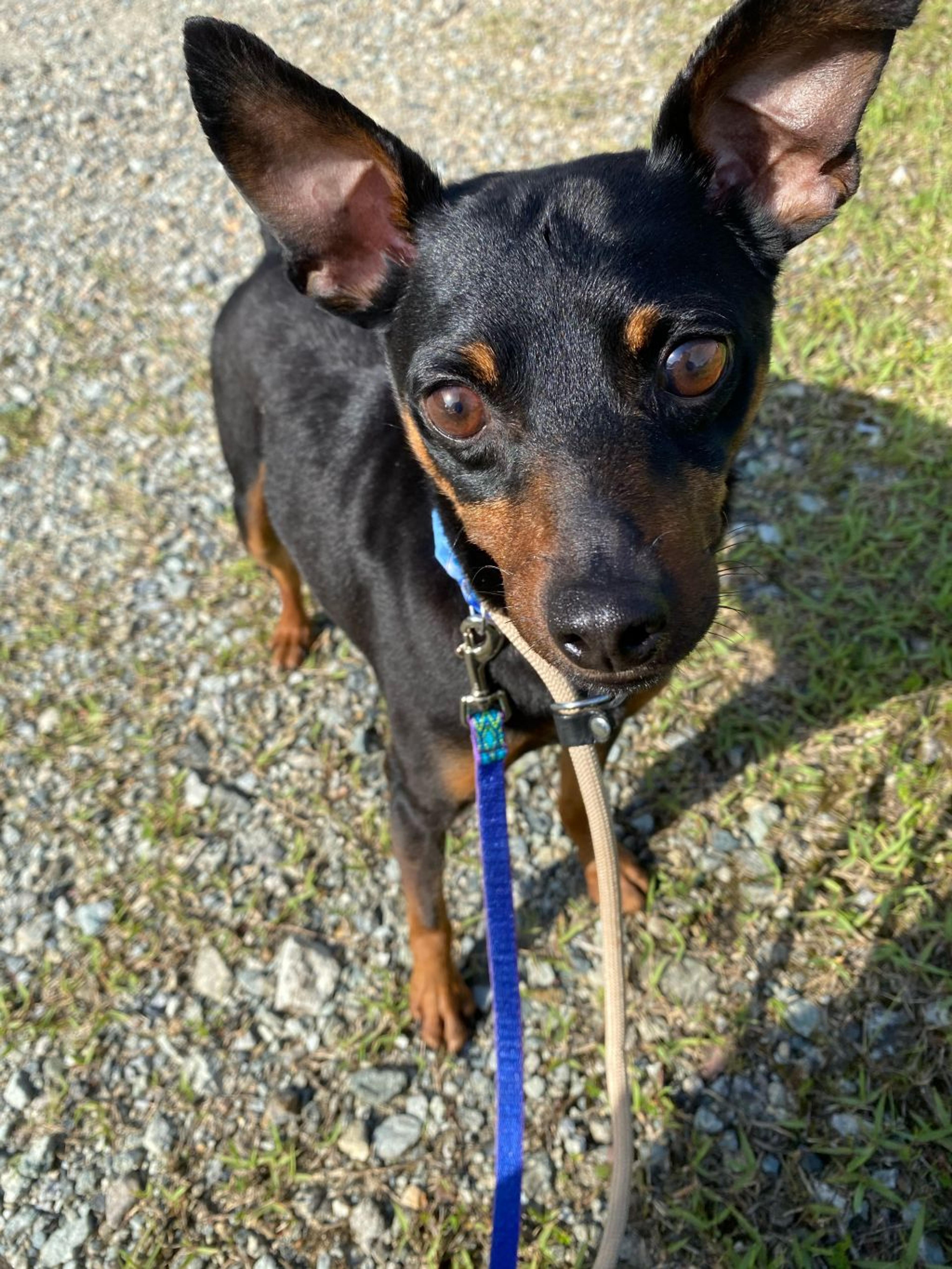 pet-image-2