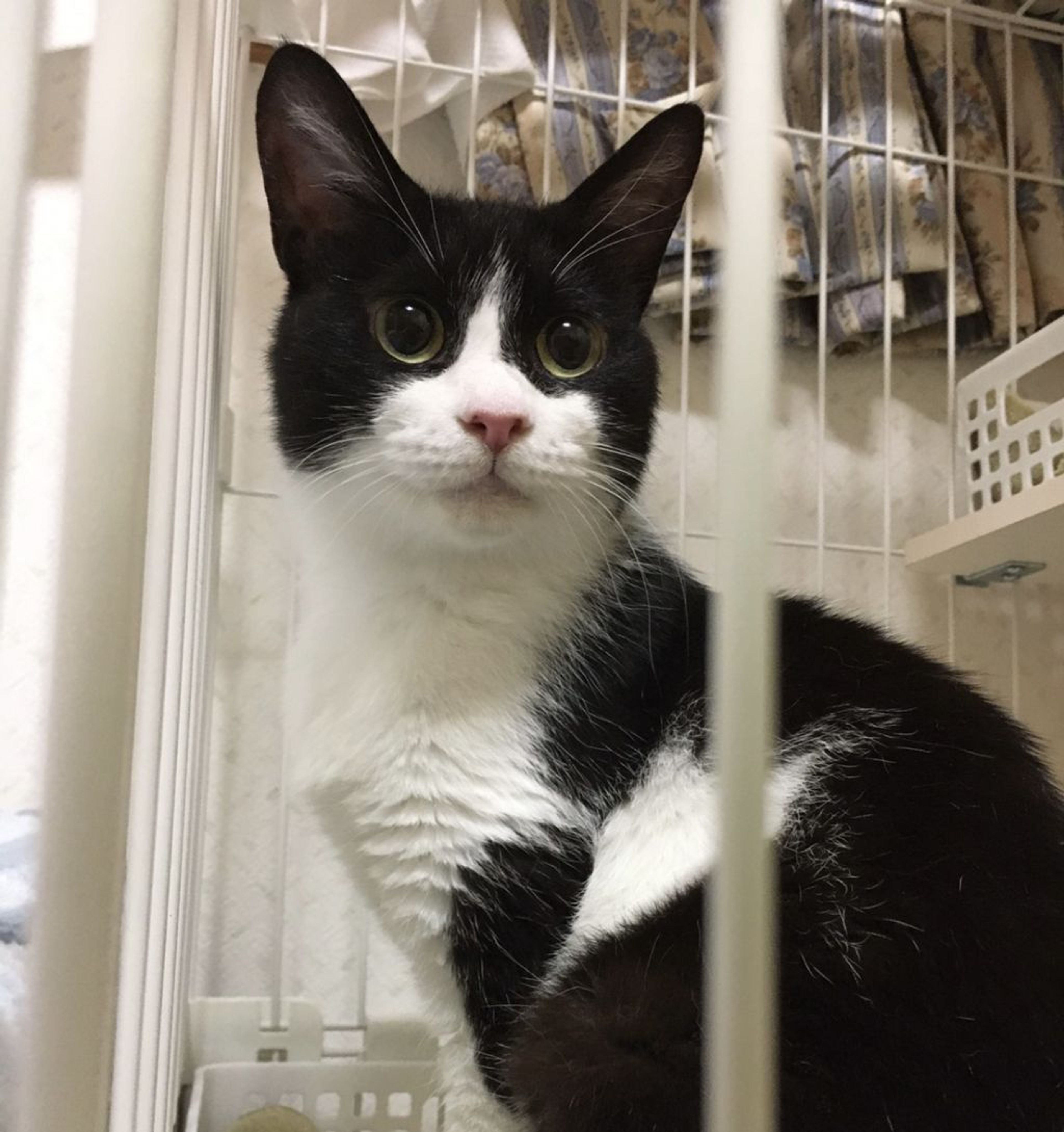 雑種（ミックス猫）・メスの里親募集の写真