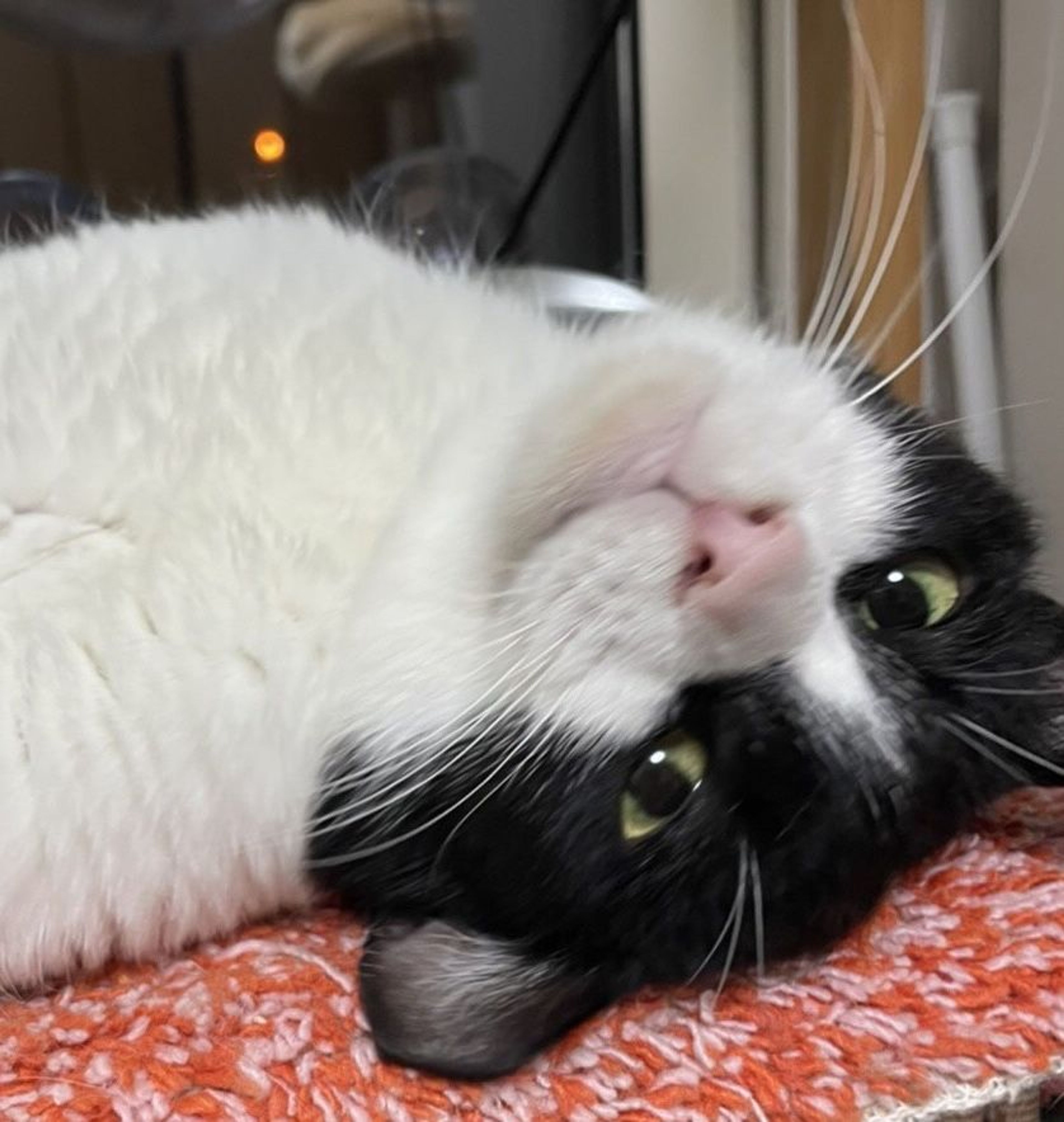 pet-image-3