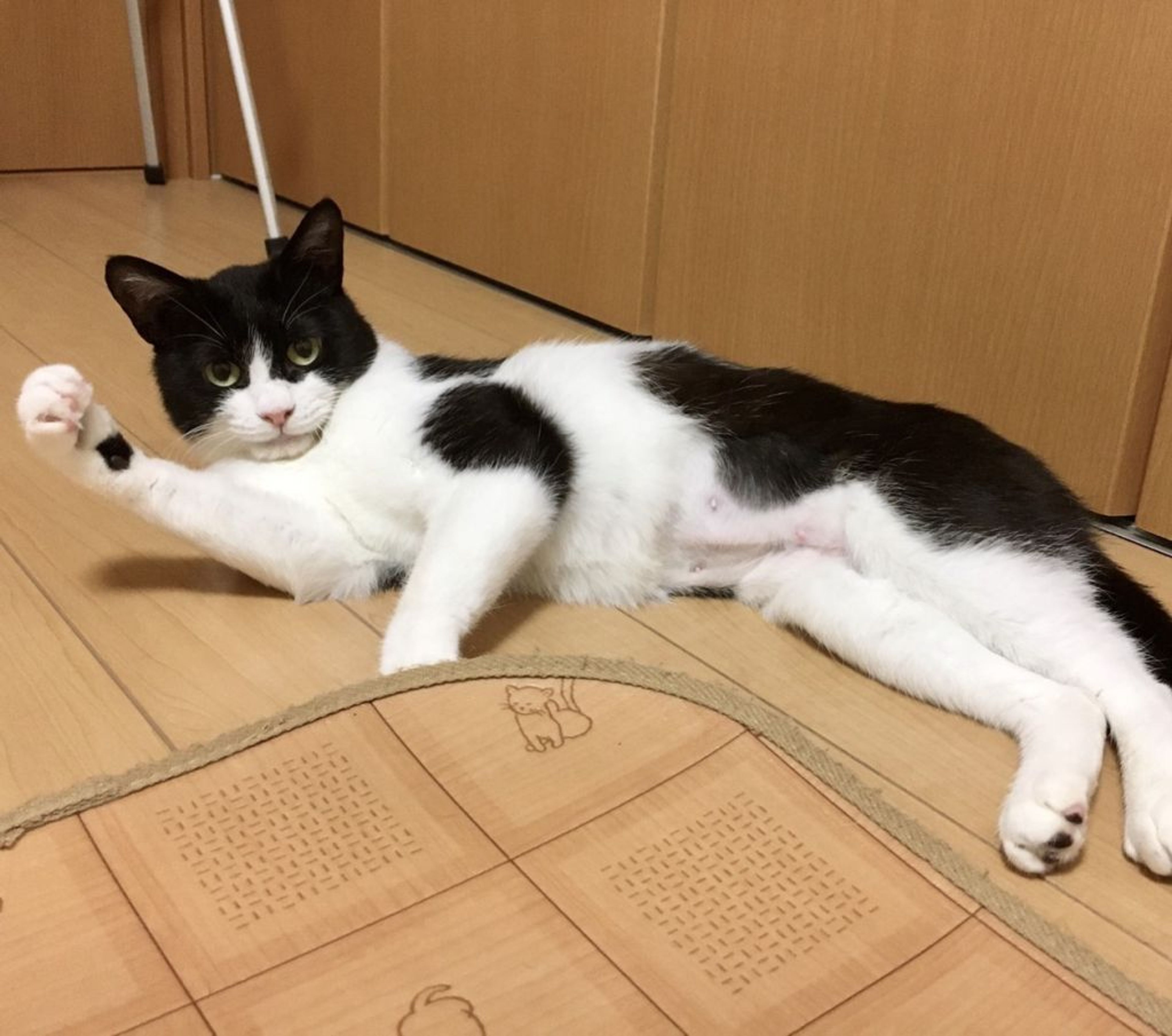 pet-image-4