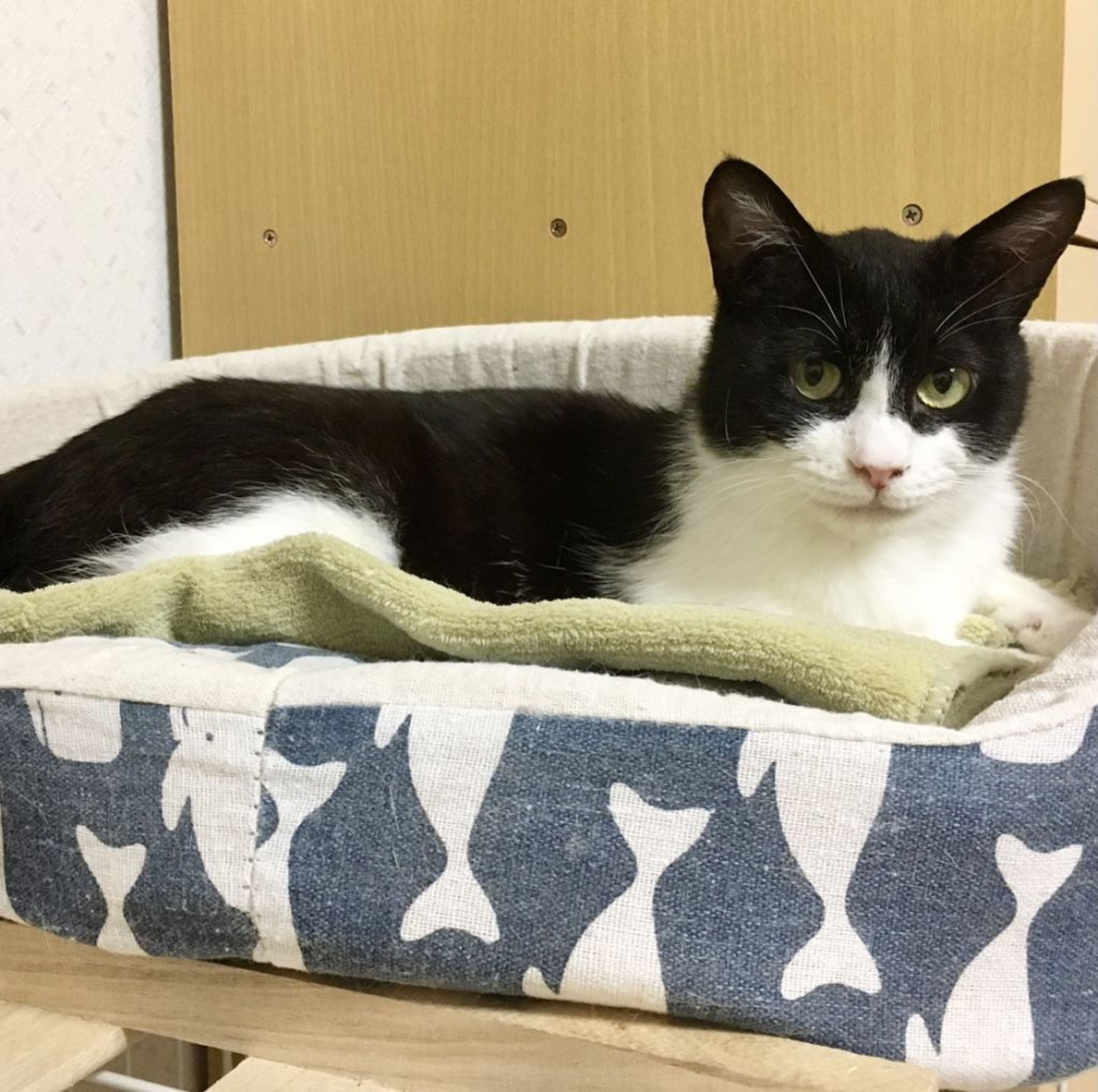 pet-image-5