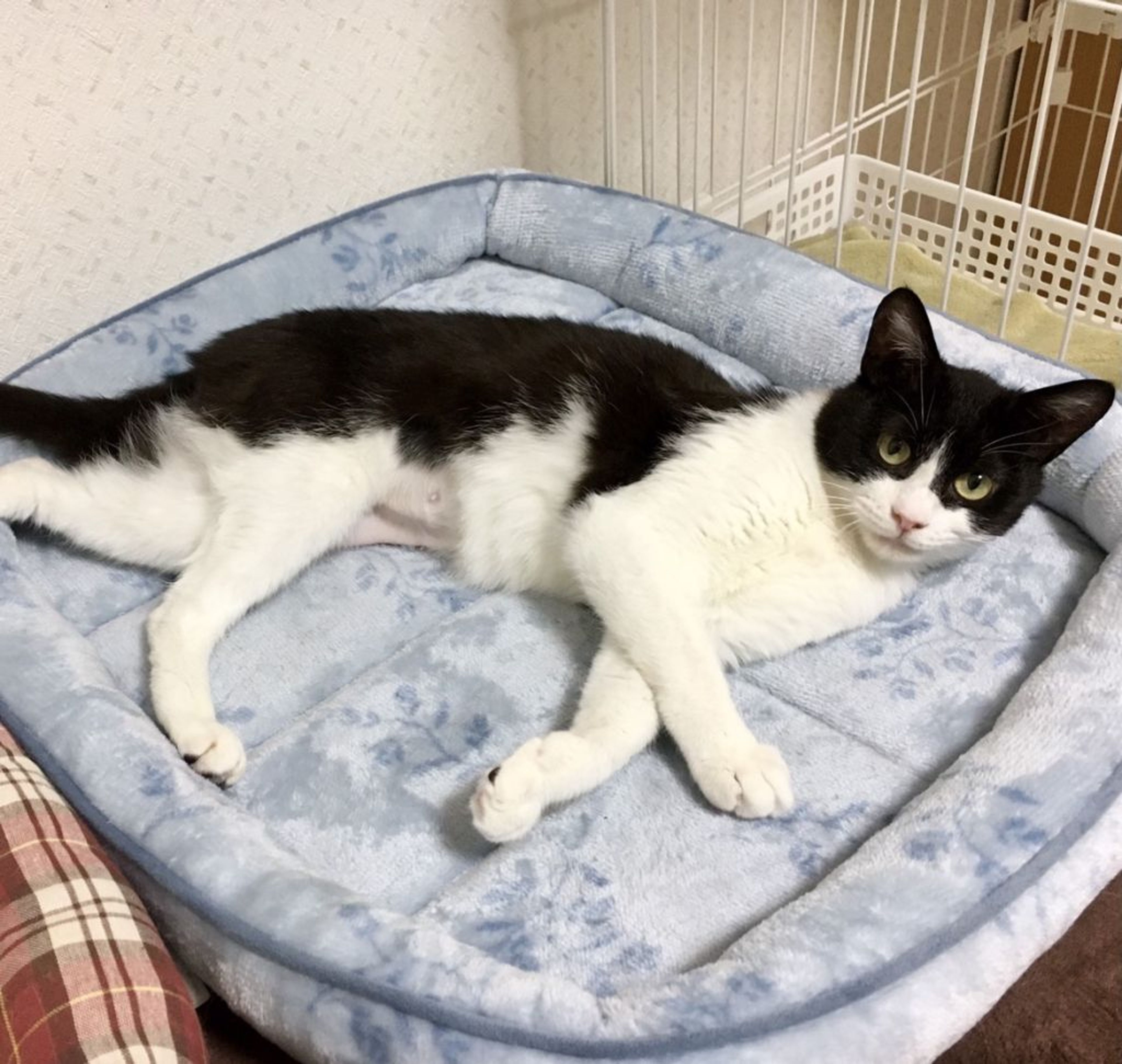 pet-image-6