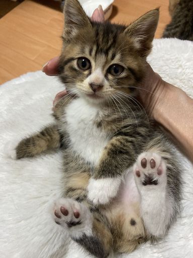 ソックスの写真