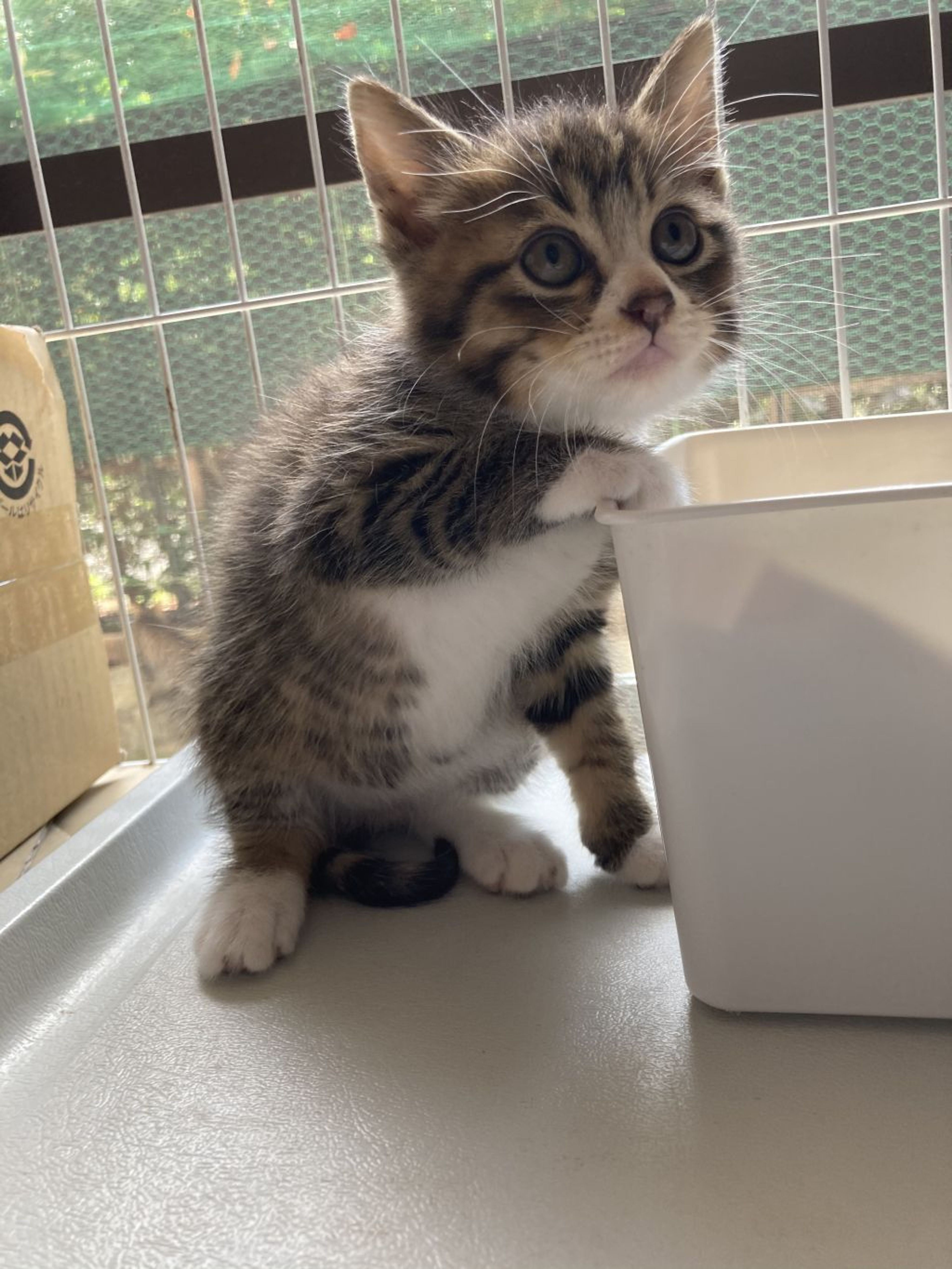 pet-image-2