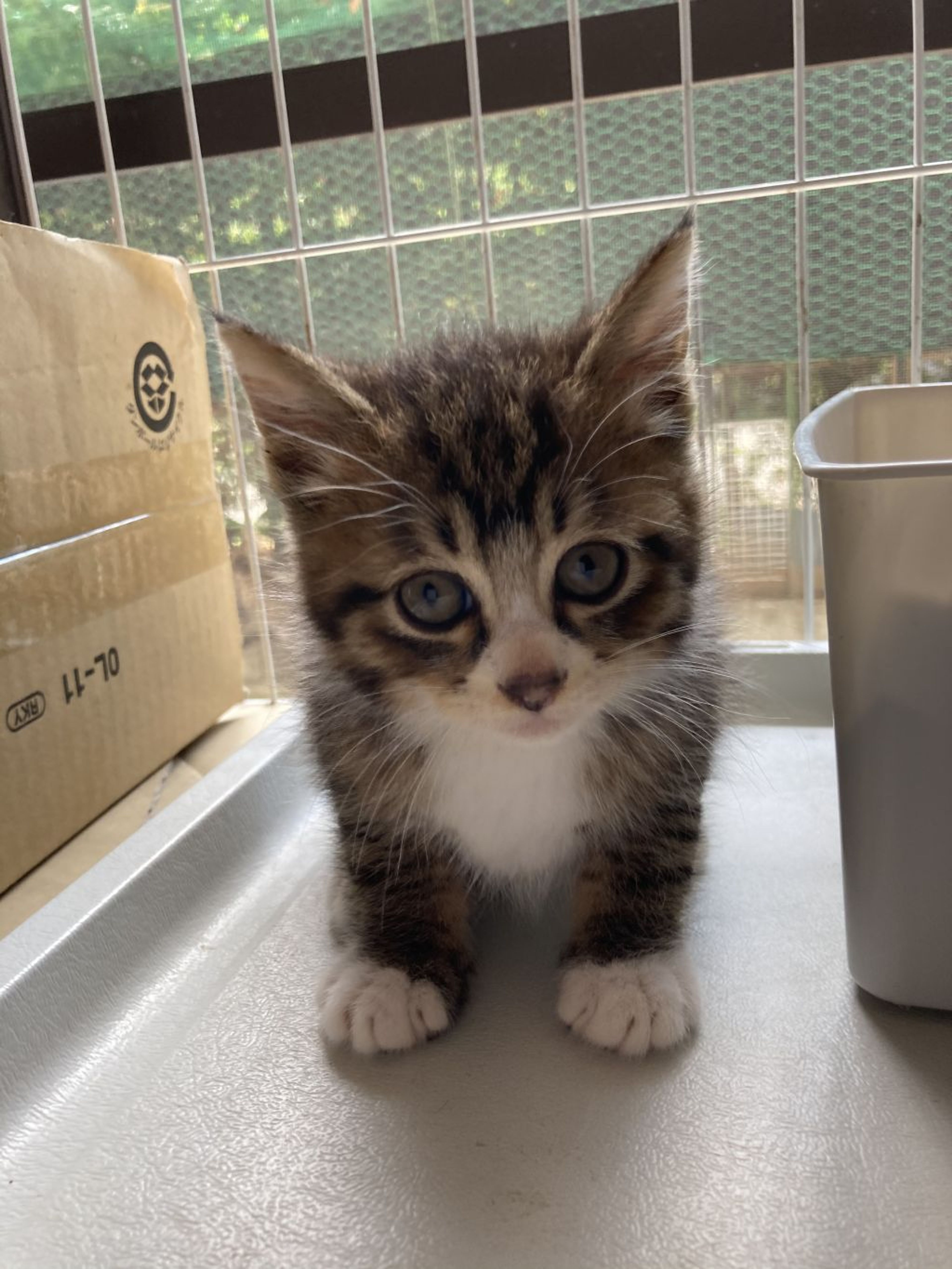pet-image-3