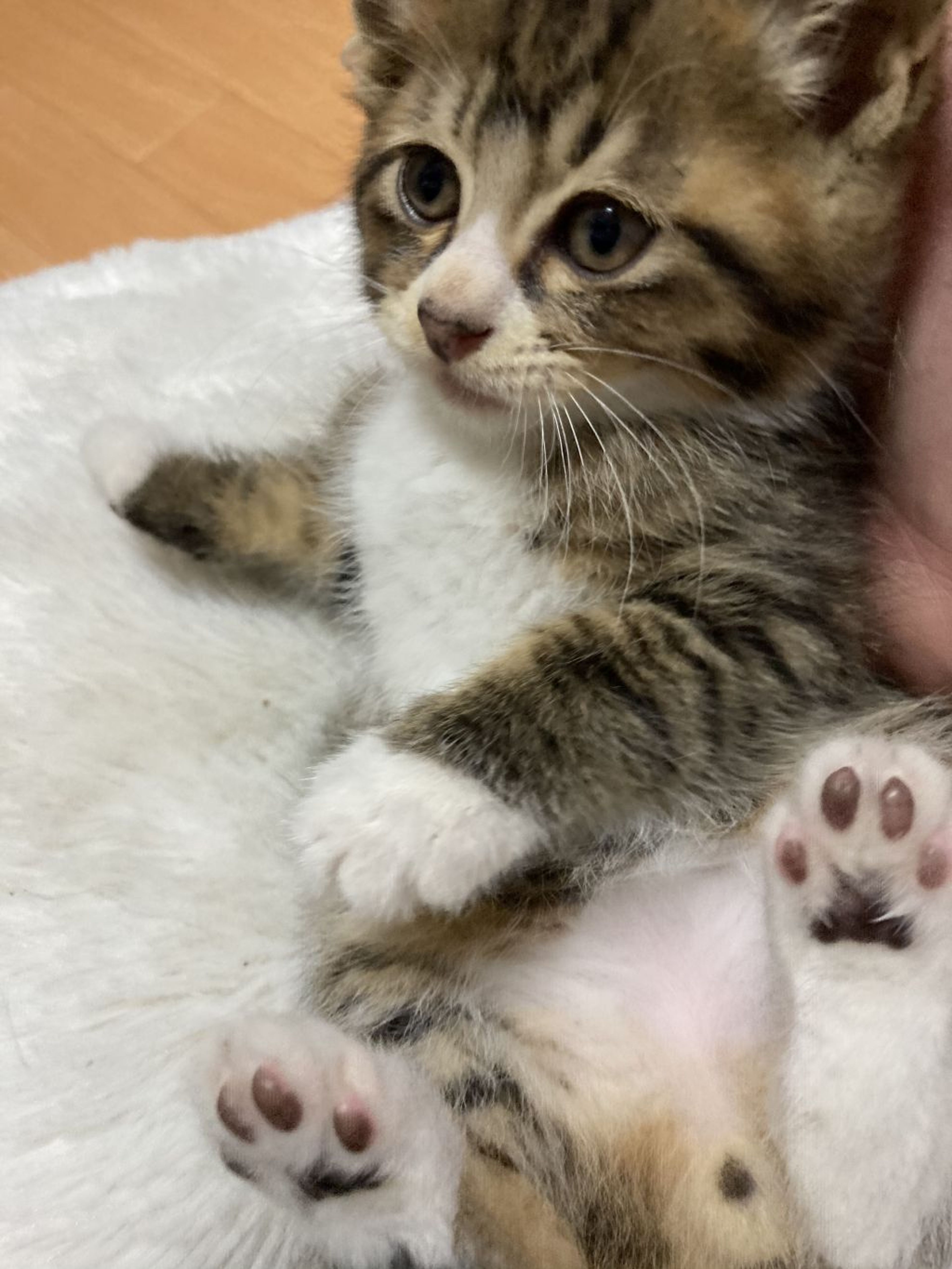 pet-image-5