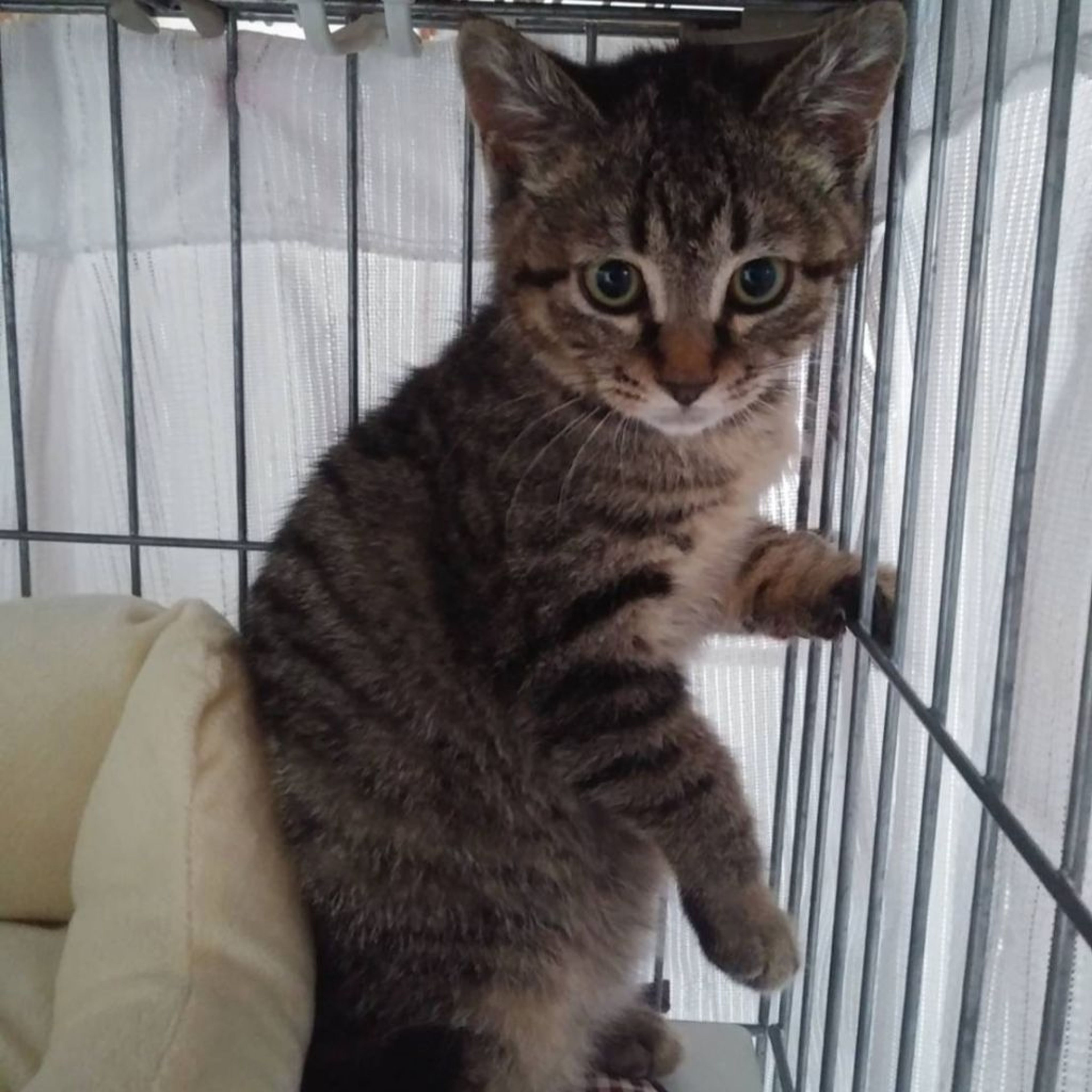 雑種（ミックス猫）・オスの里親募集の写真