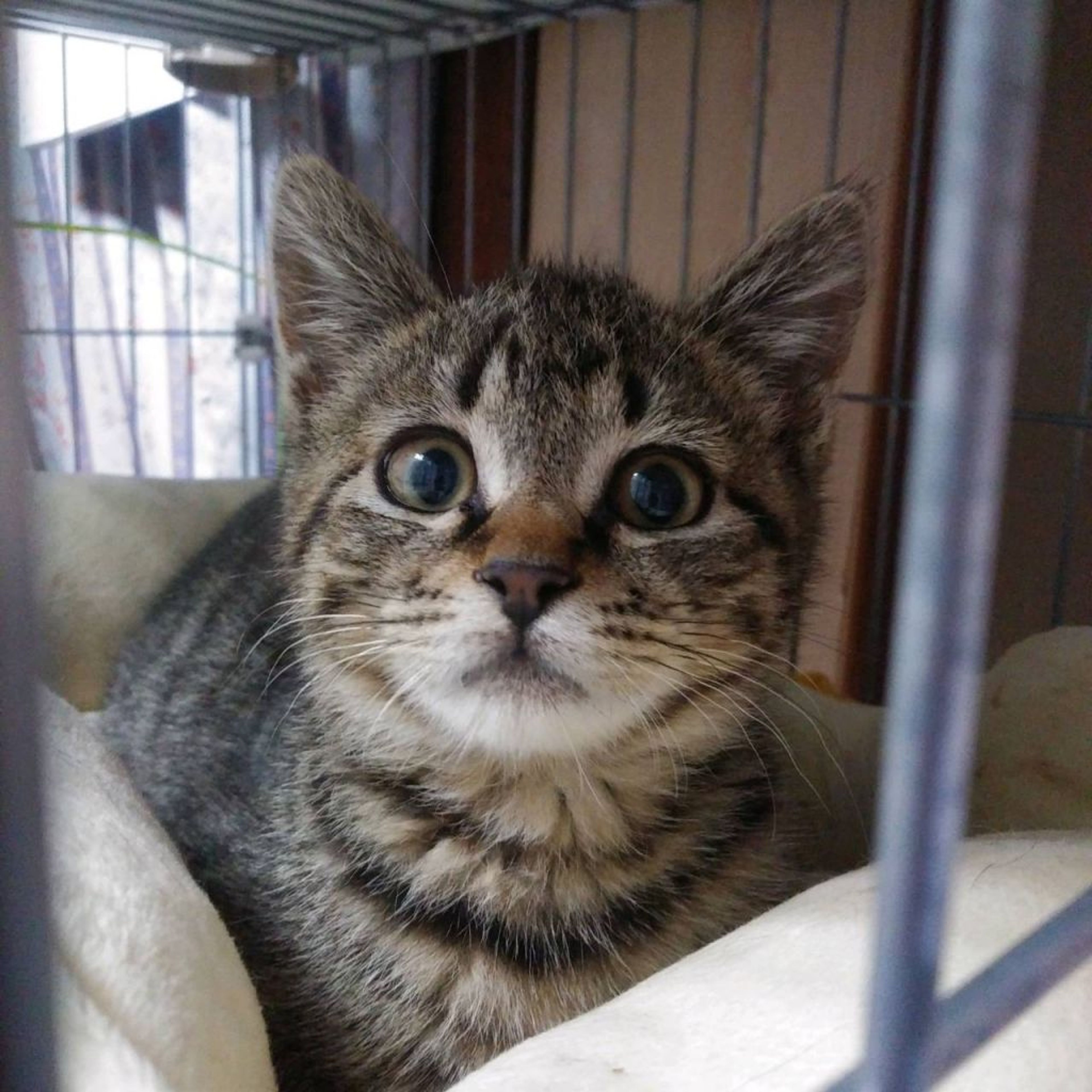 pet-image-3