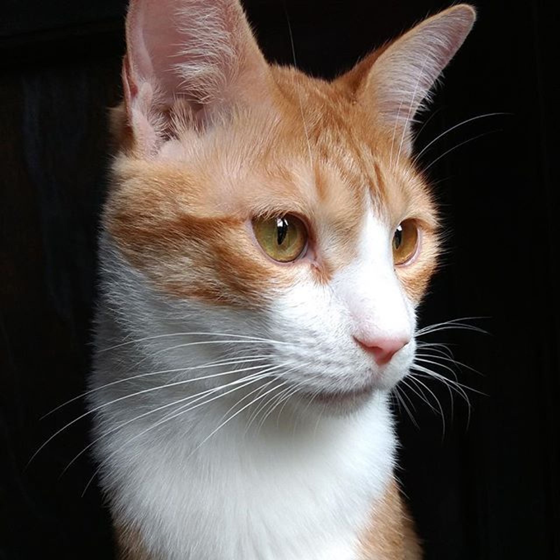 雑種（ミックス猫）・オスの里親募集の写真