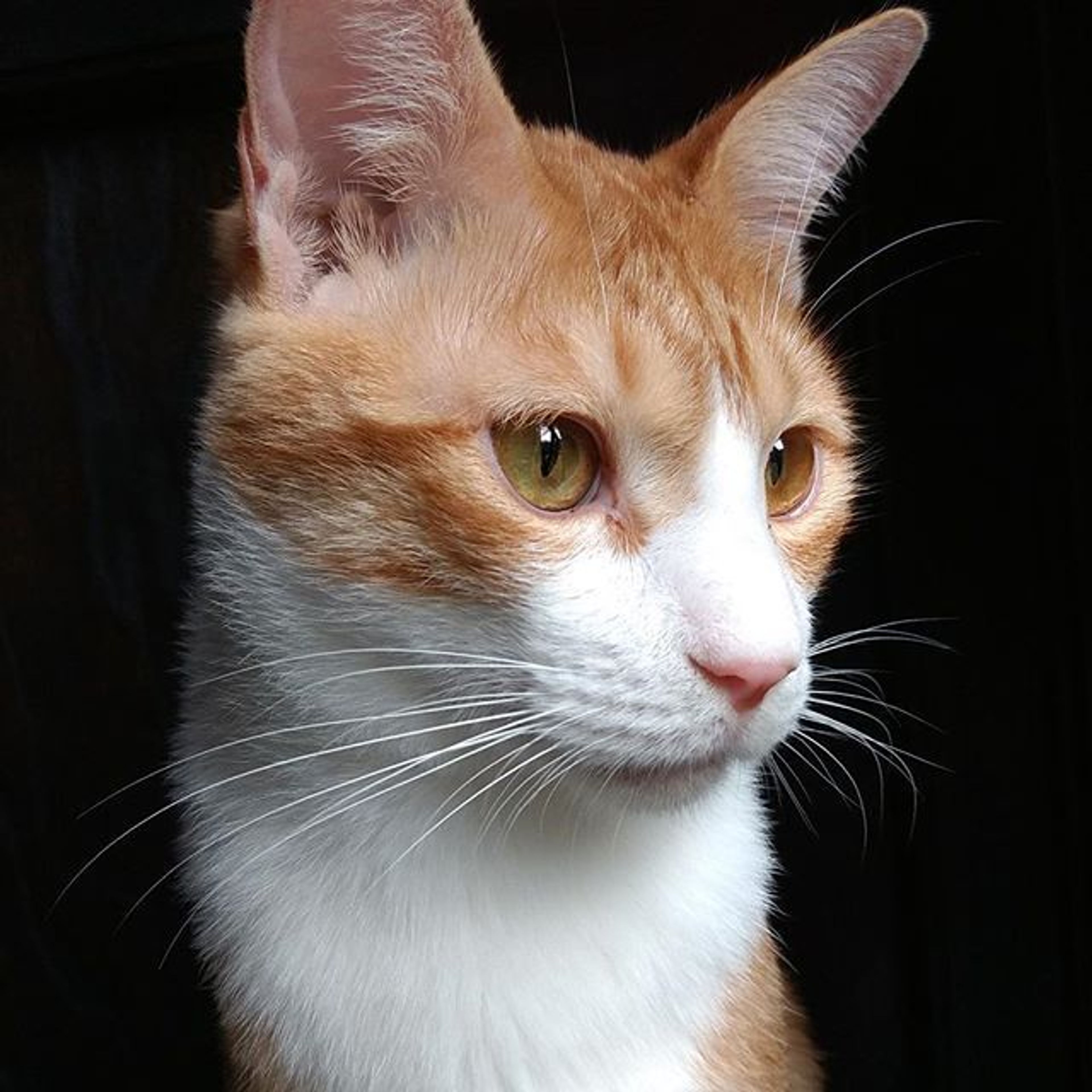 雑種（ミックス猫）・オスの里親募集の写真