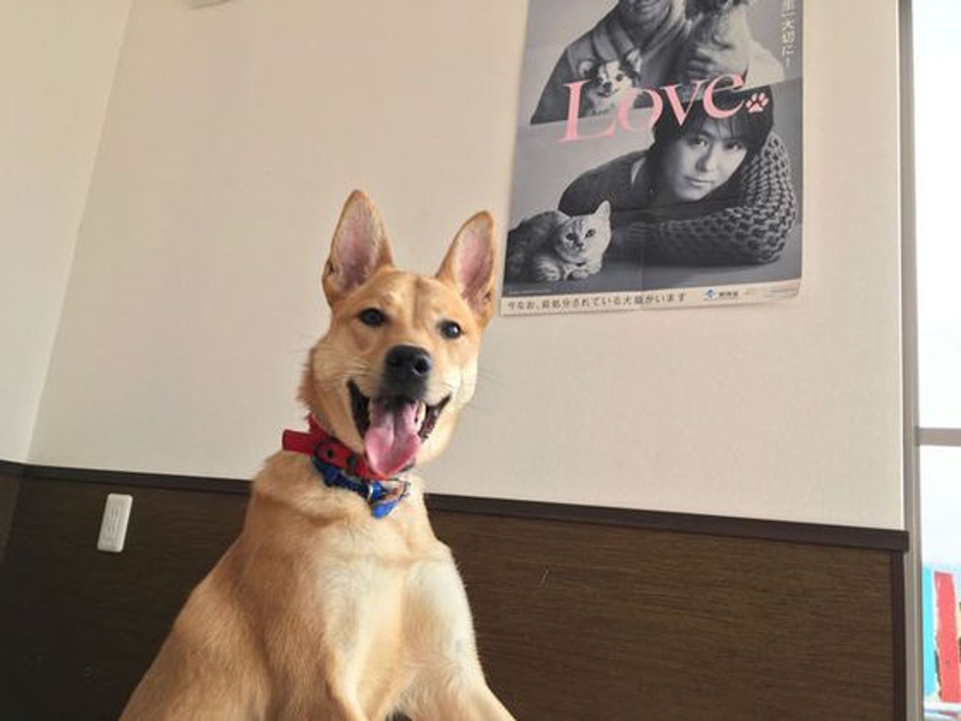 雑種（ミックス犬）・オスの里親募集の写真