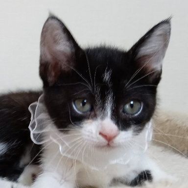 ぽんちゃんの写真