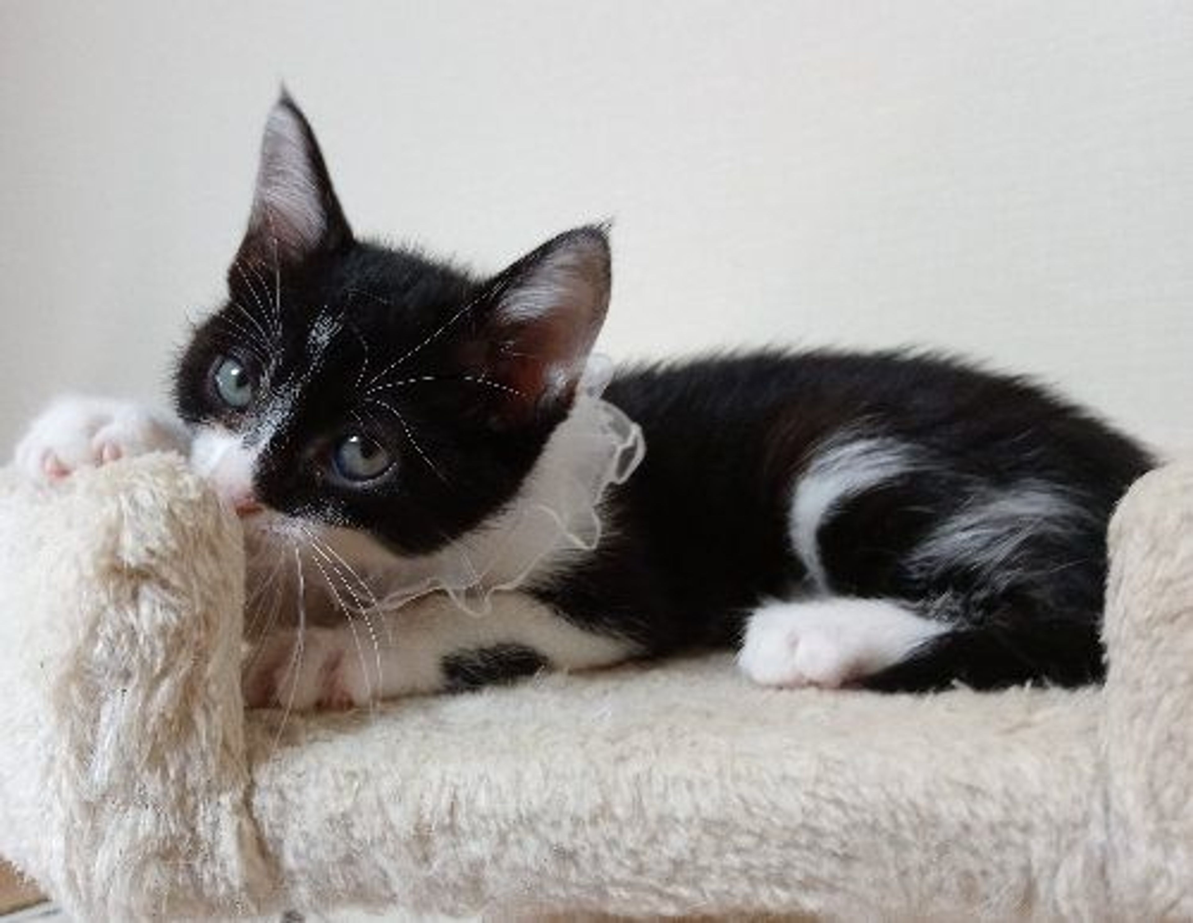 pet-image-2