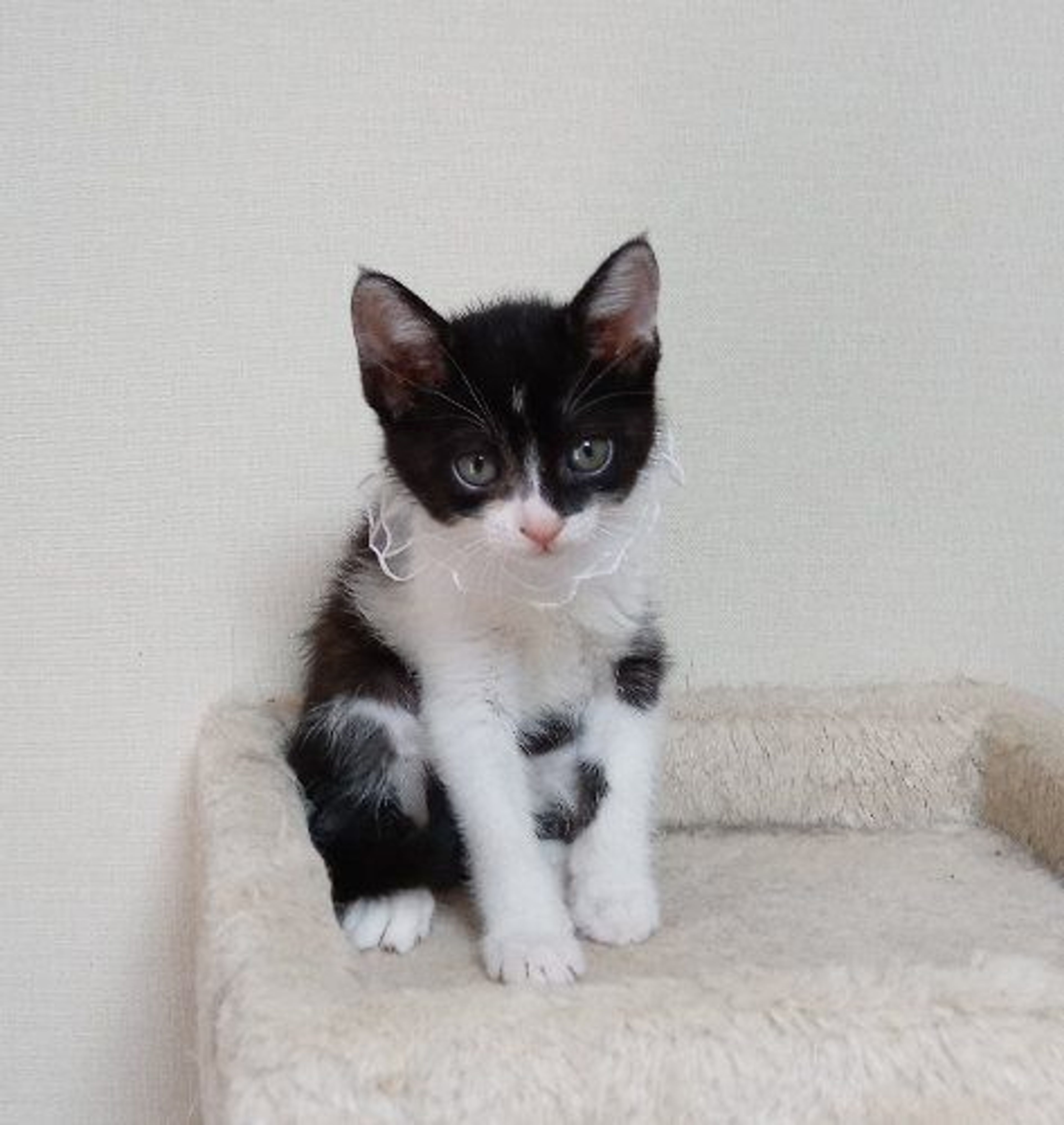 pet-image-4