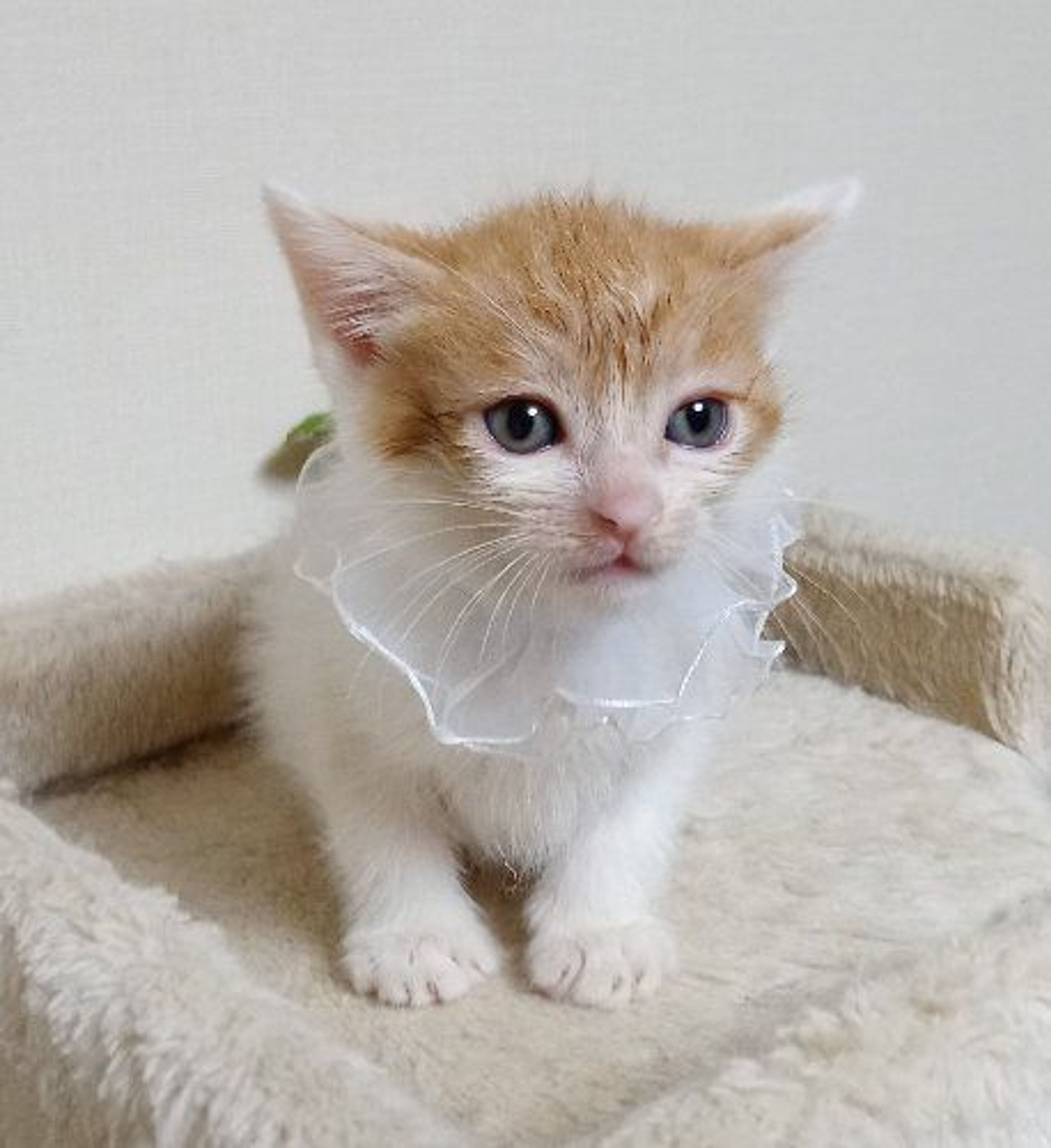 pet-image-4
