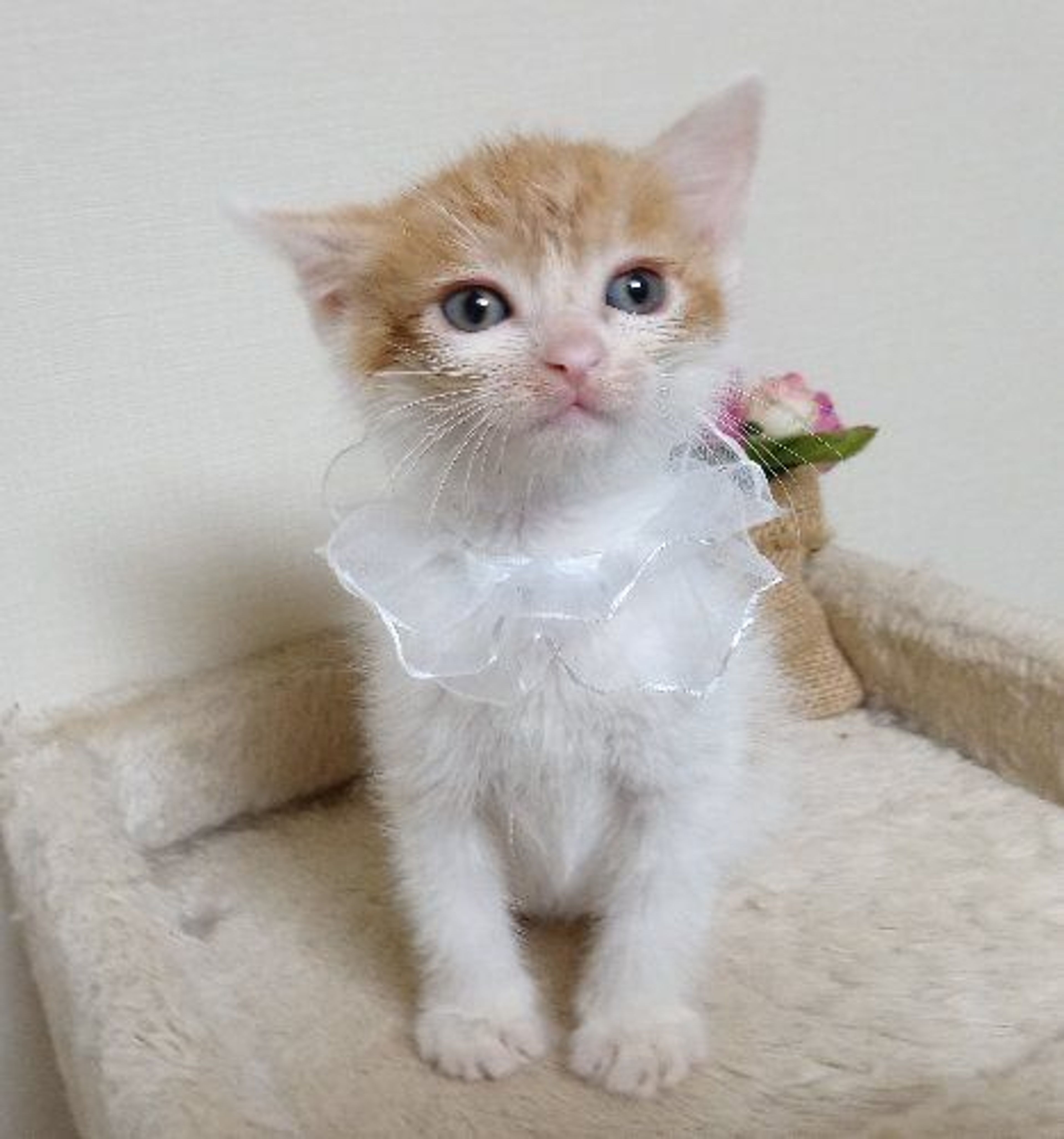 pet-image-5