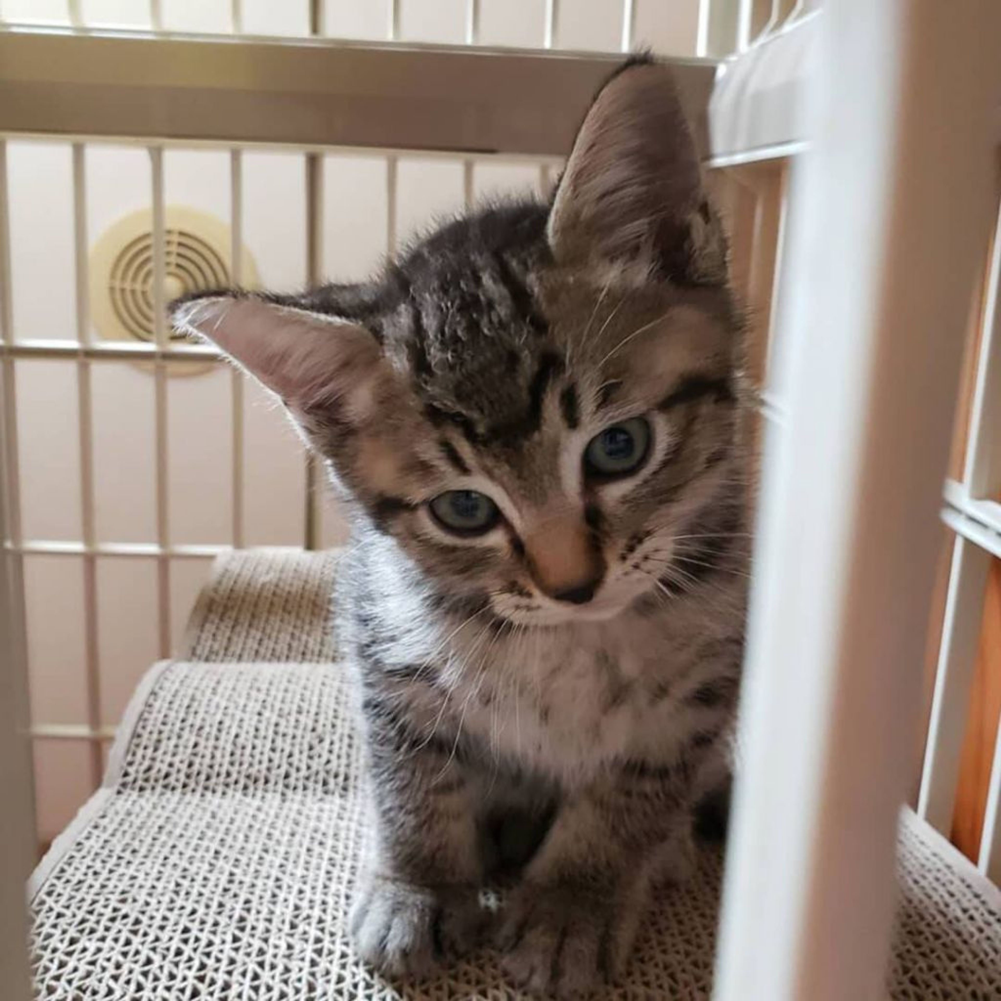 pet-image-4