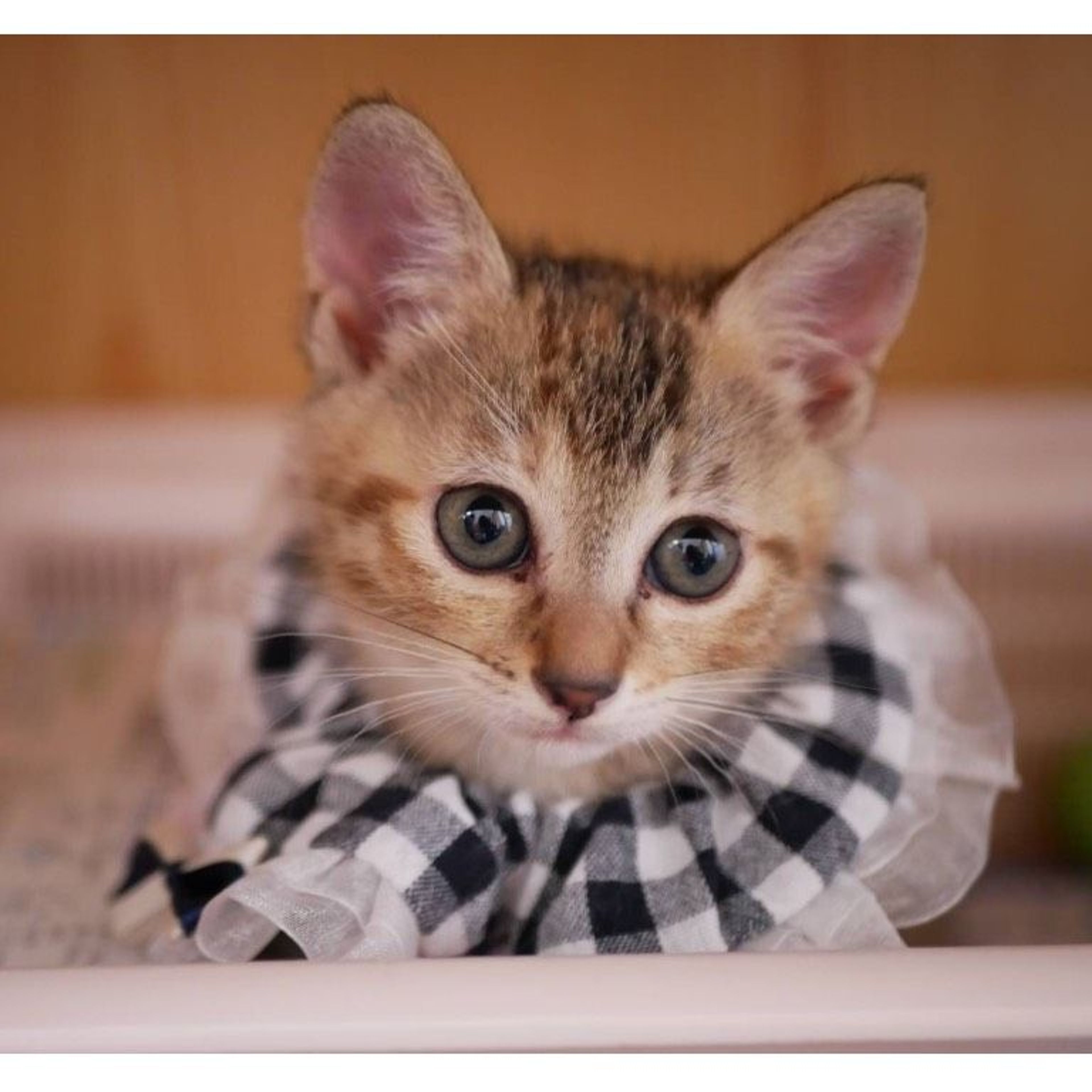 雑種（ミックス猫）・メスの里親募集の写真