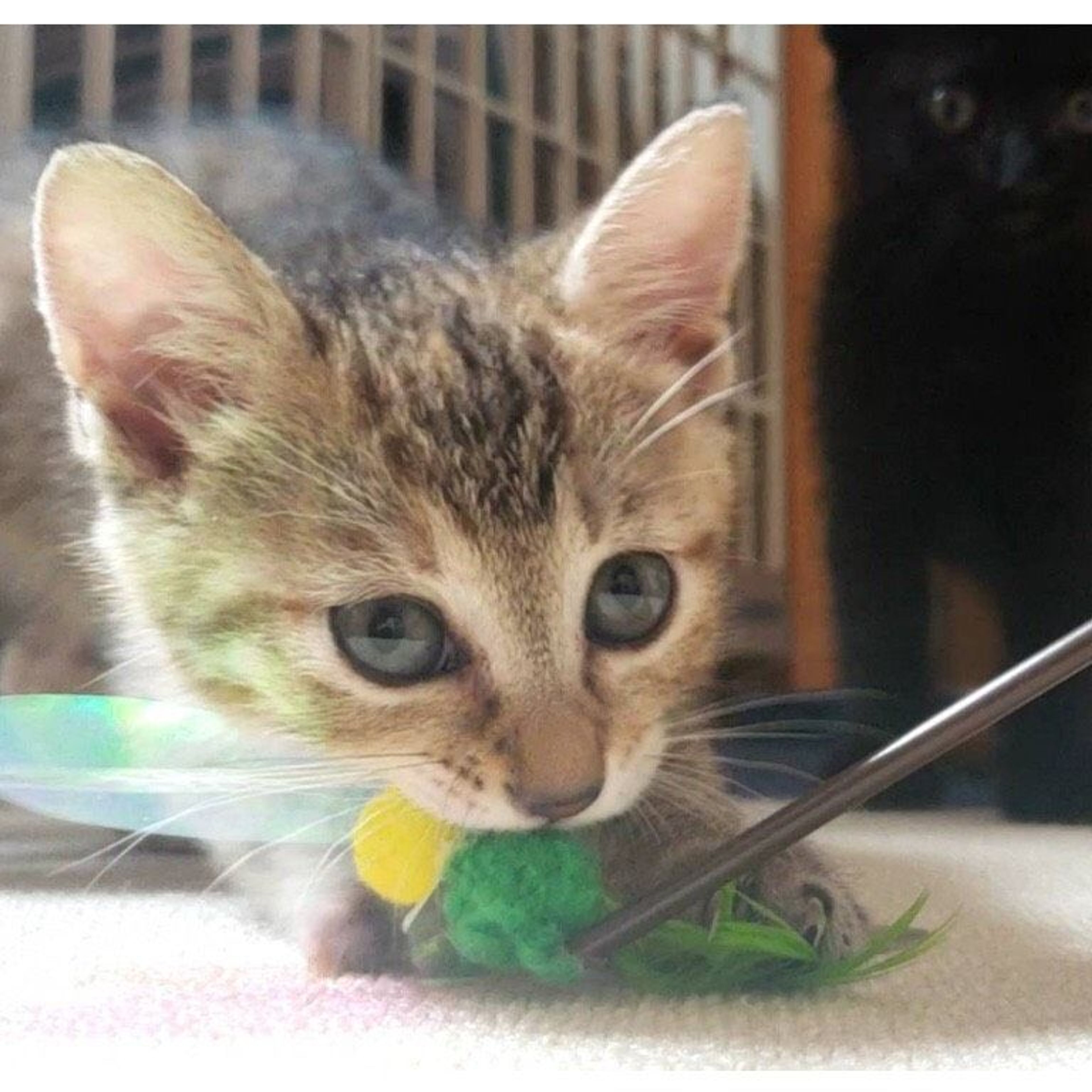 pet-image-4