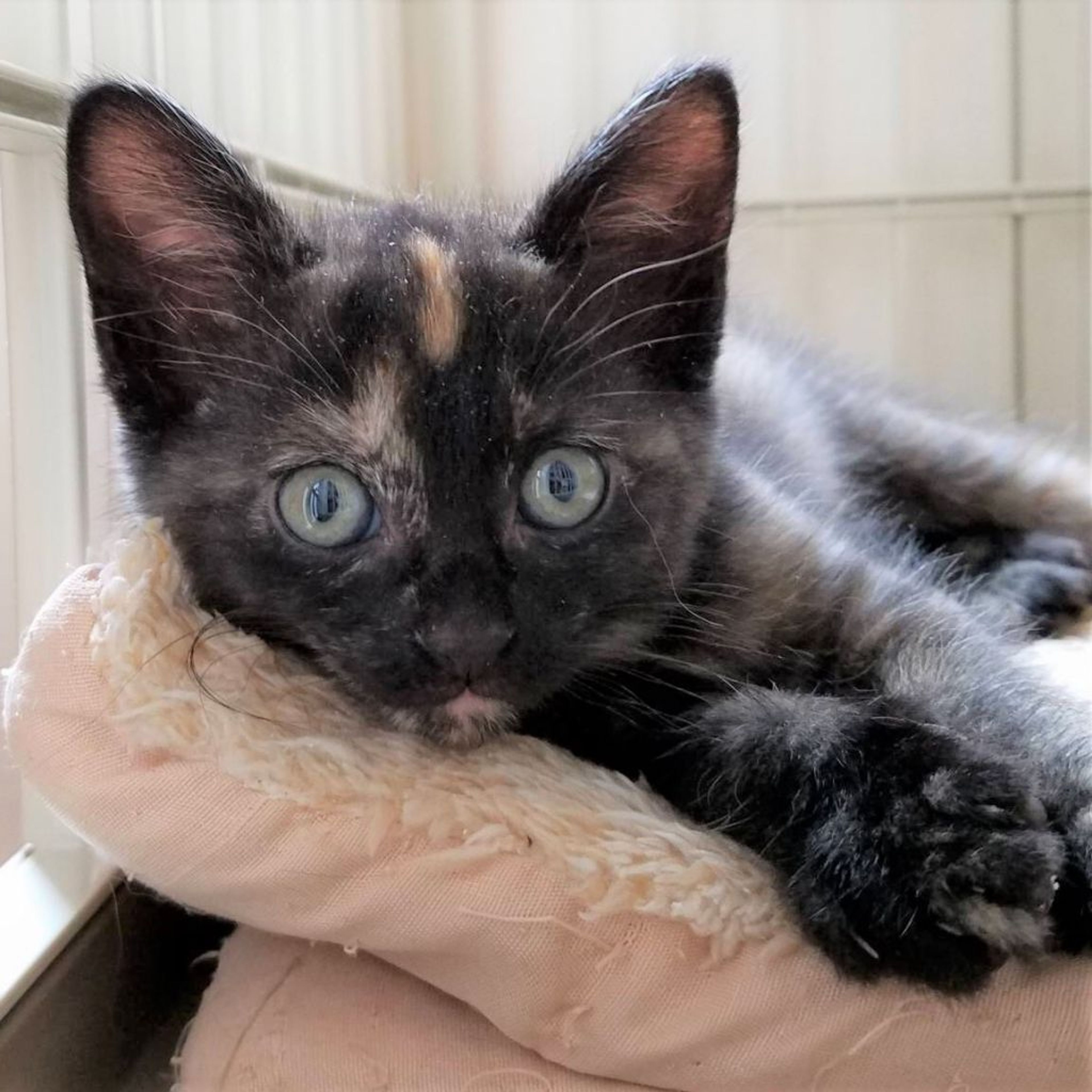雑種（ミックス猫）・メスの里親募集の写真