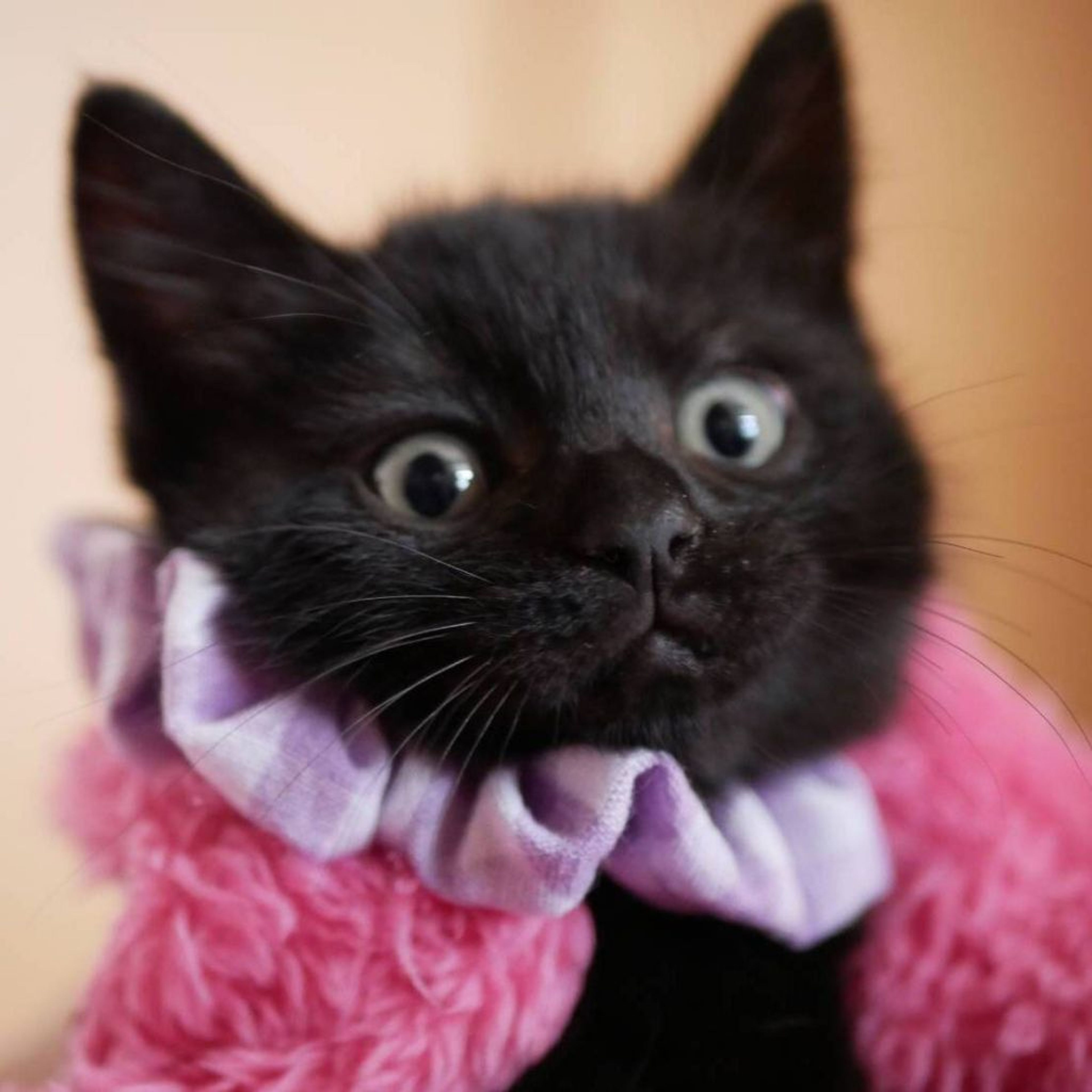 pet-image-3