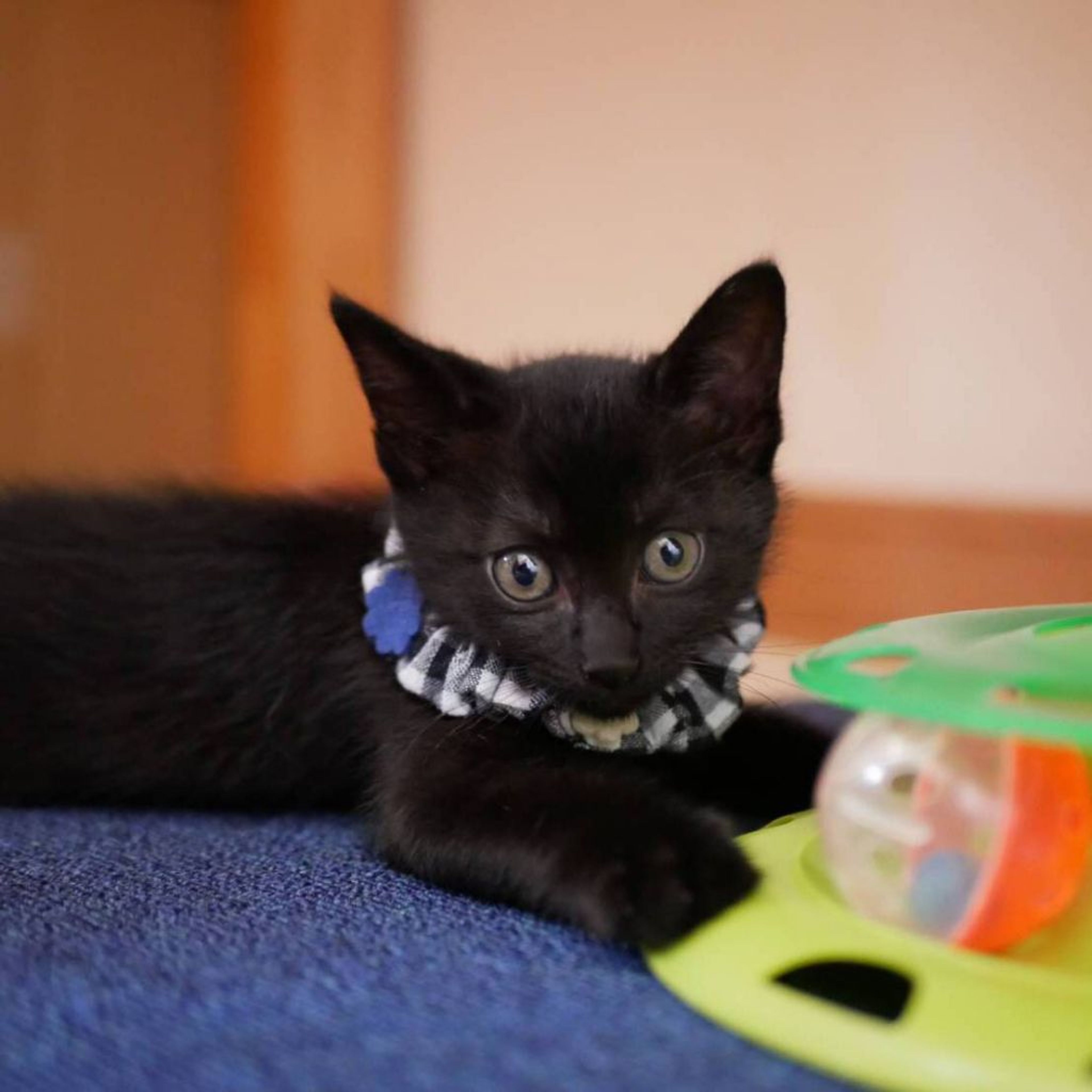 pet-image-2