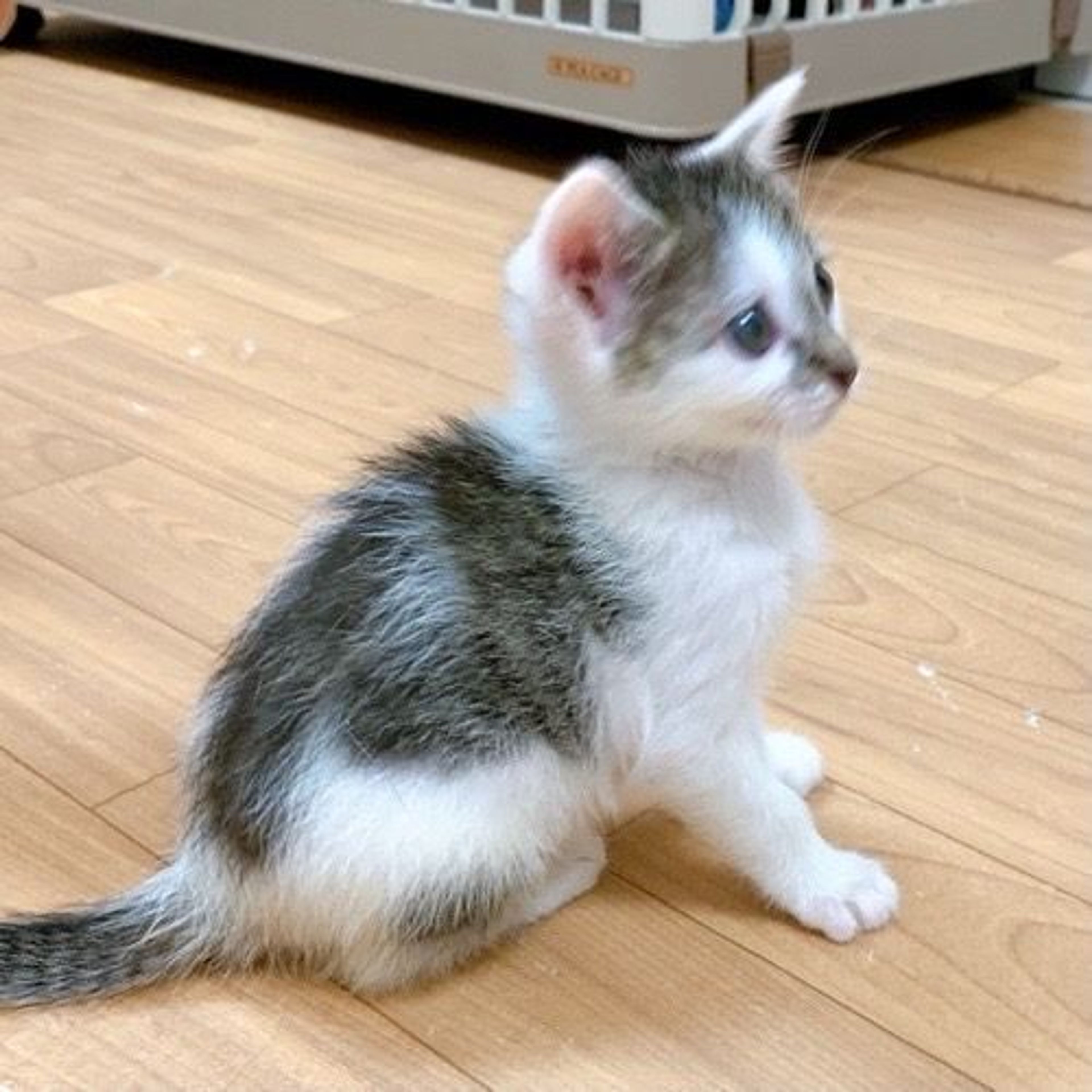 pet-image-4